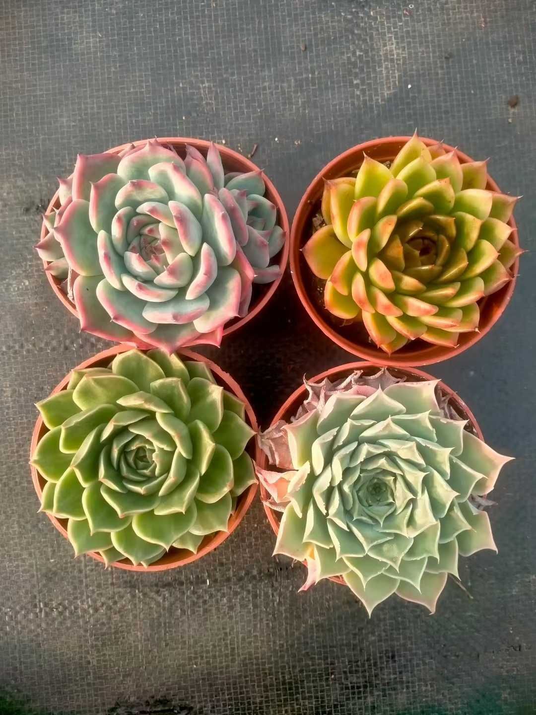 新発売 35株セット 詰め合わせセット 抜き苗 多肉植物 佐川急便発送