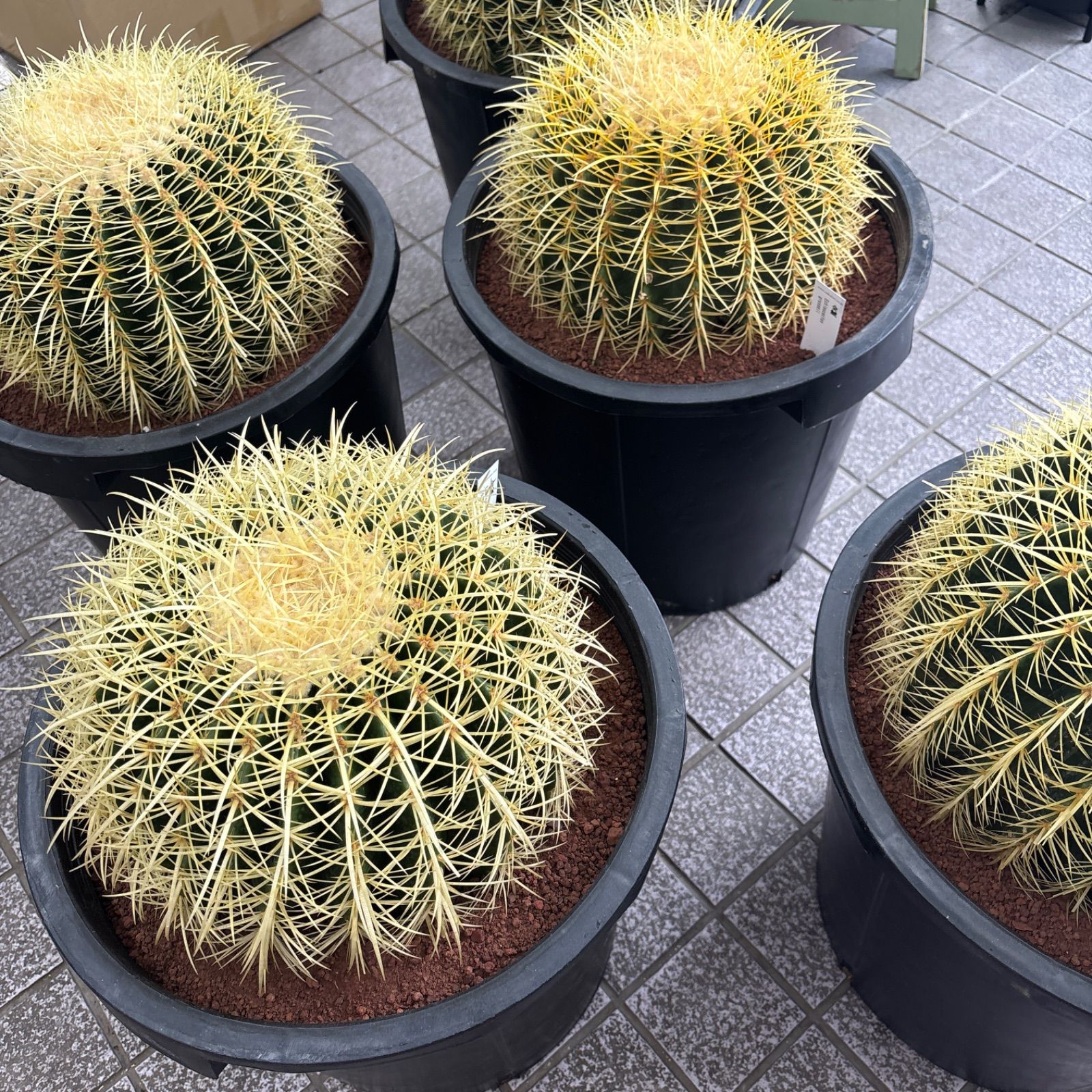 金鯱サボテン キンシャチサボテン