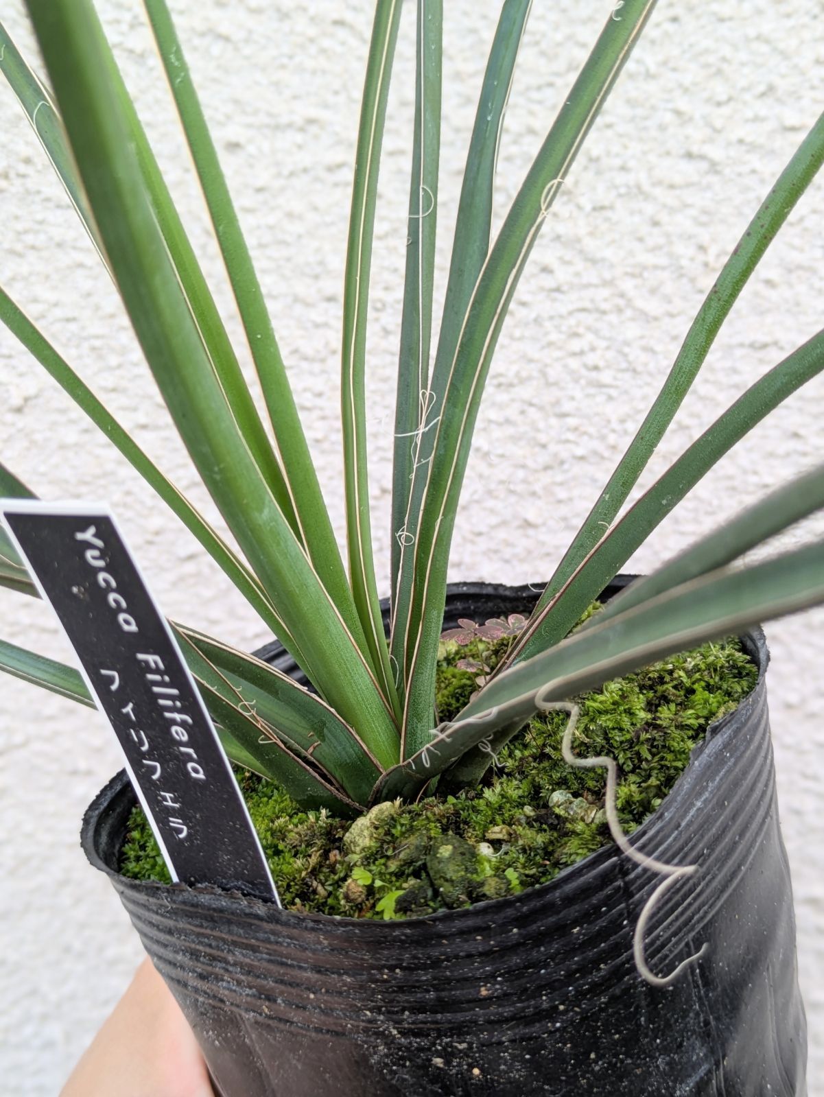 お買得】ユッカ フィリフェラ ヒゲ 3.5号 ロックガーデン ドライ