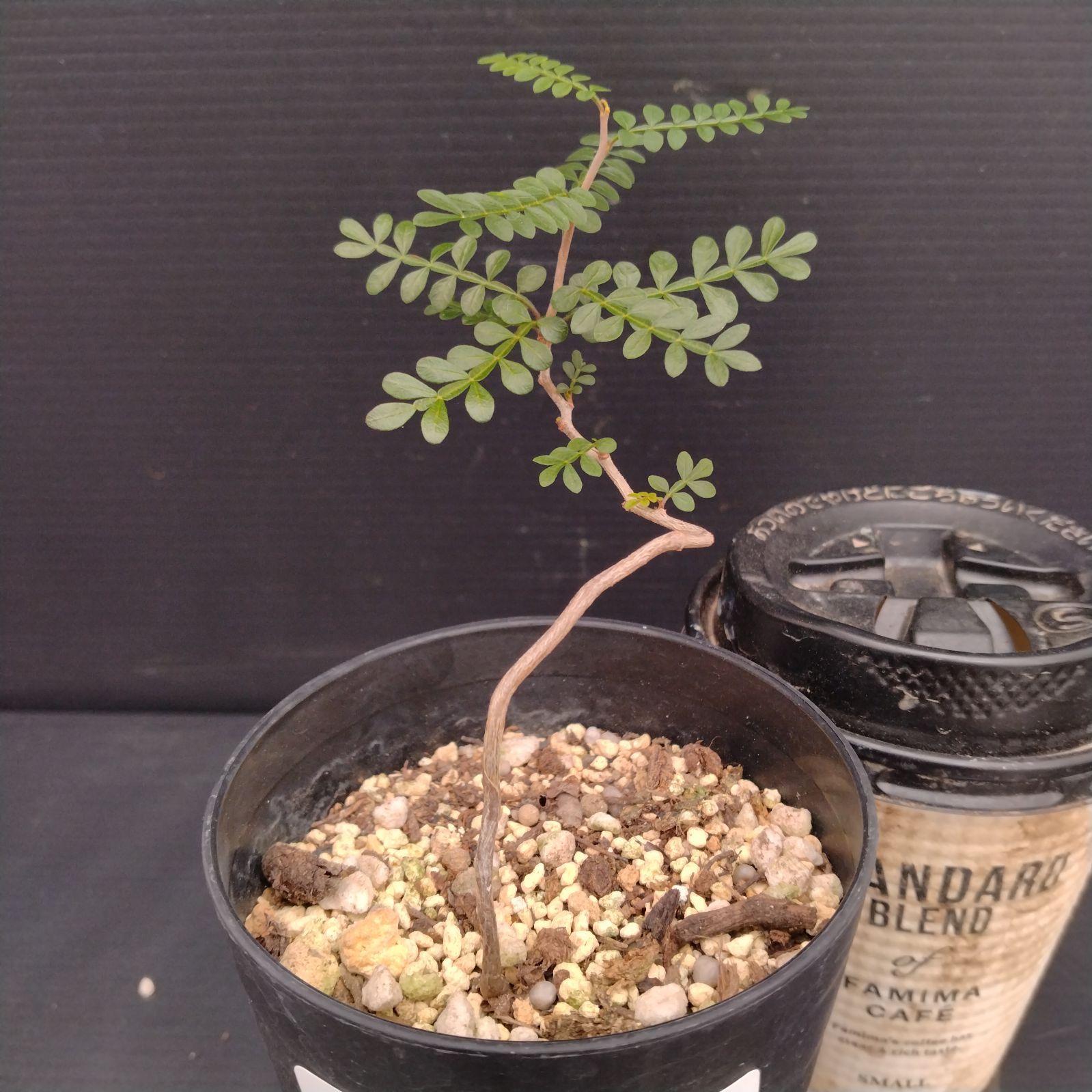 塊根植物　オペルクリカリア　パキプス　実生苗 オペルクリカリア・パキプス現地実生苗／育成1年目の経過報告