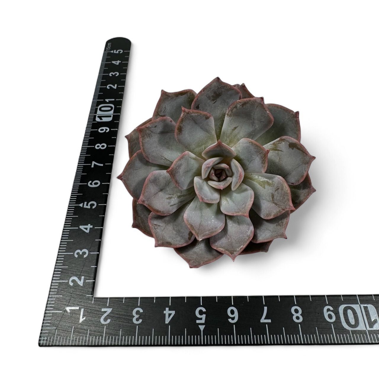 新品種】韓国苗 エケベリア アールグレイ 多肉植物 - メルカリ