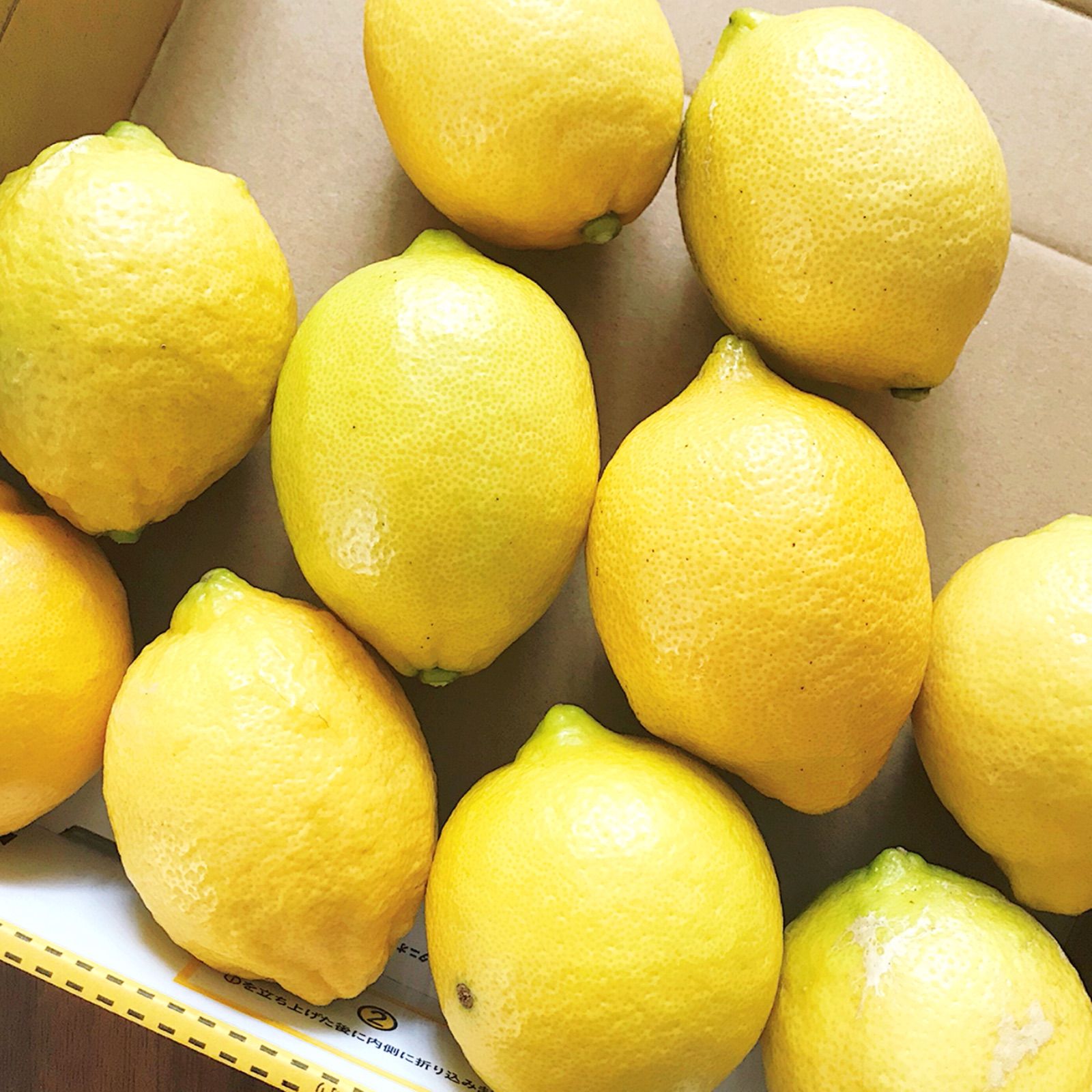 愛媛県産 国産 グリーンレモン 12個 農薬不使用 レモン 果物 フルーツ ③