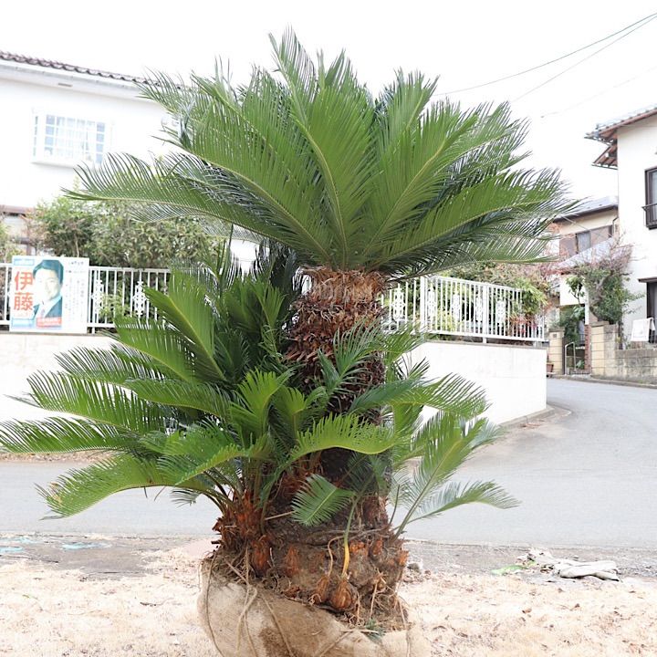 ソテツ　３本セット ソテツ 3頭 画像のままお届けです！！！！！！！ 【公式通販】