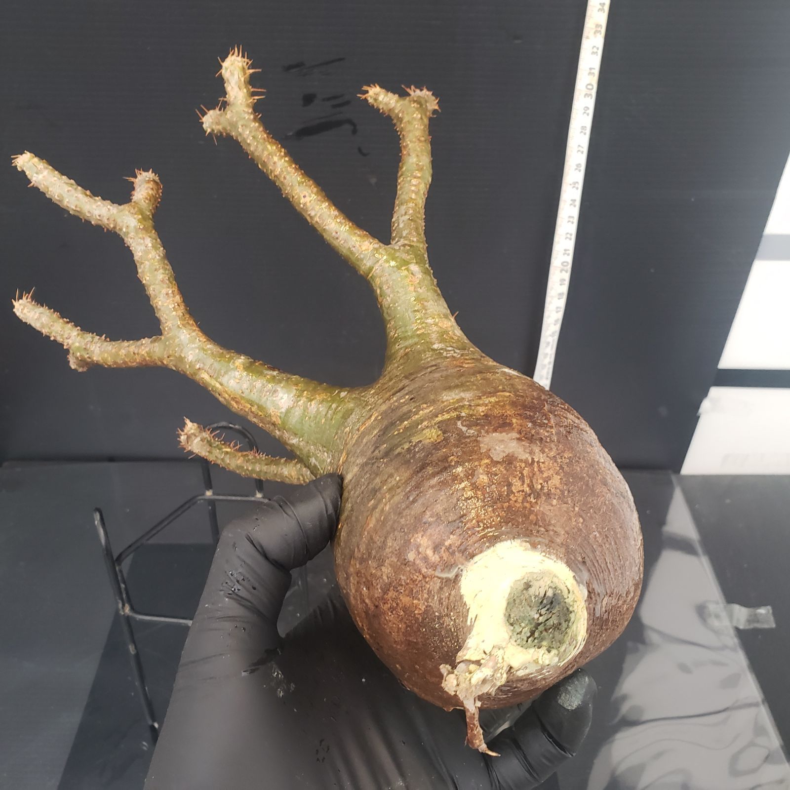 パキポディウム グラキリス 選抜株 2頭 大株 パキポディウム グラキリス 選抜株 2頭 大株 パキポディウム