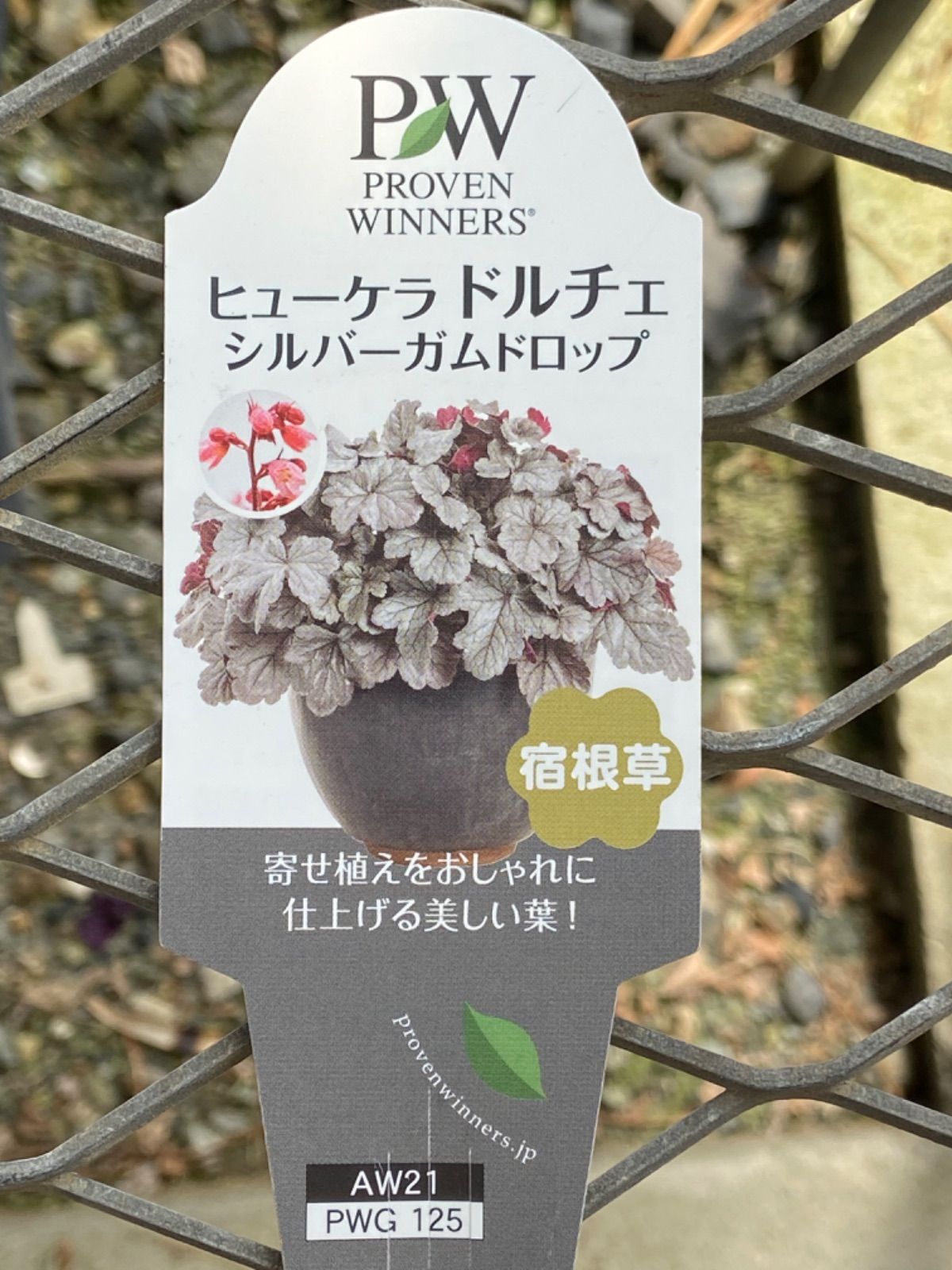 メルカリshops ヒューケラ ドルチェ シルバーガムドロップ