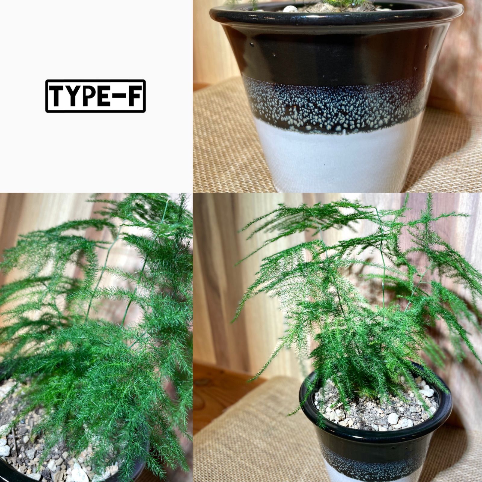 人気の福袋 21年最新海外 新品 未使用 アスパラガス ナナス 鉢植え 植物 観葉植物 Www Liberisogni Org Www Liberisogni Org 人気の福袋 21年最新海外 新品 未使用 アスパラガス ナナス 鉢植え 植物 観葉植物 Www Liberisogni Org Www Liberisogni Org