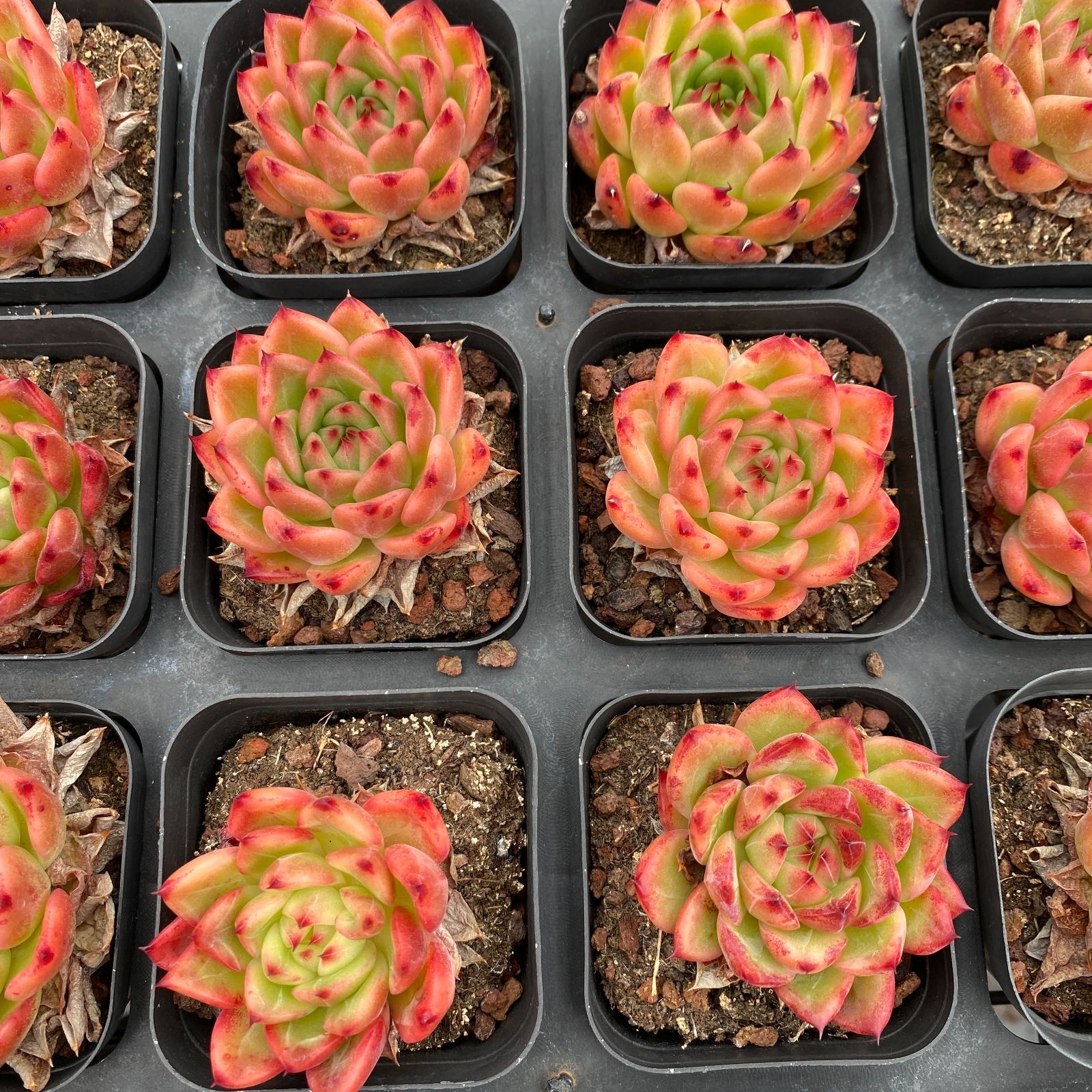 50株の抜き苗セット】レッドスター 多肉植物 佐川急便発送 エケベリア