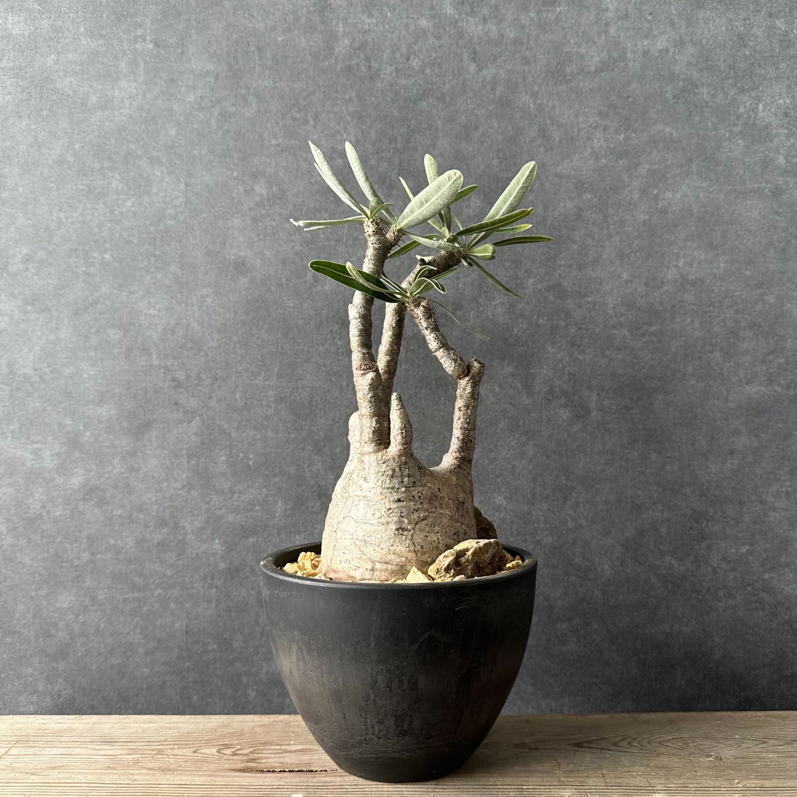 現地球・発根済L】パキポディウム グラキリス ハビタットスタイル 鉢