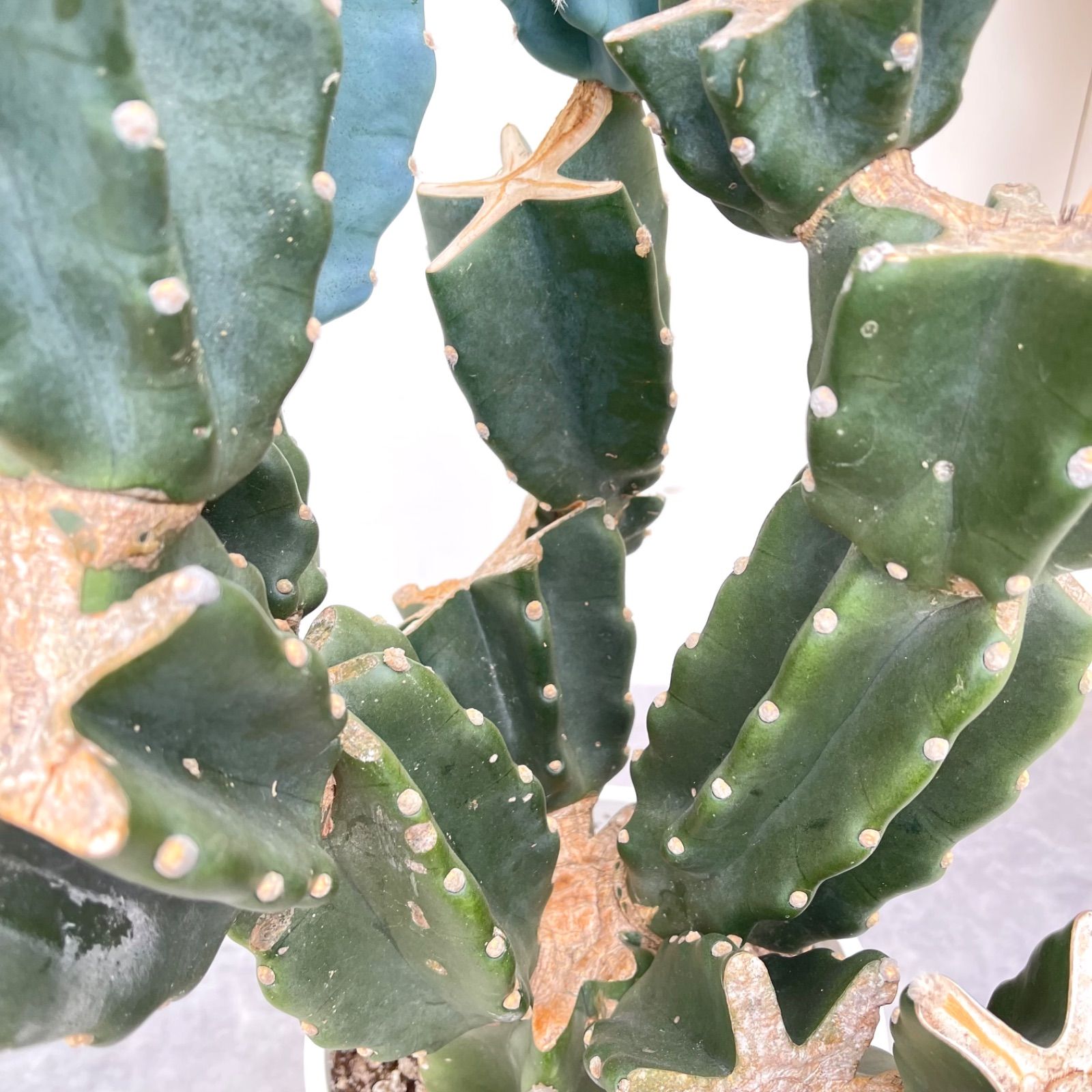 ドライガーデン