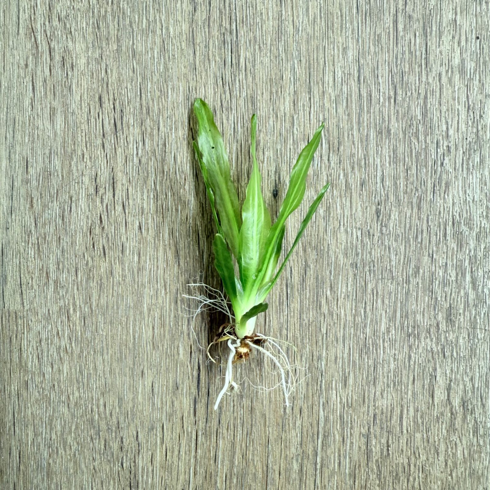 エキノドルス ホレマニーグリーン Montecarlo-1（子株）1株 - メルカリ