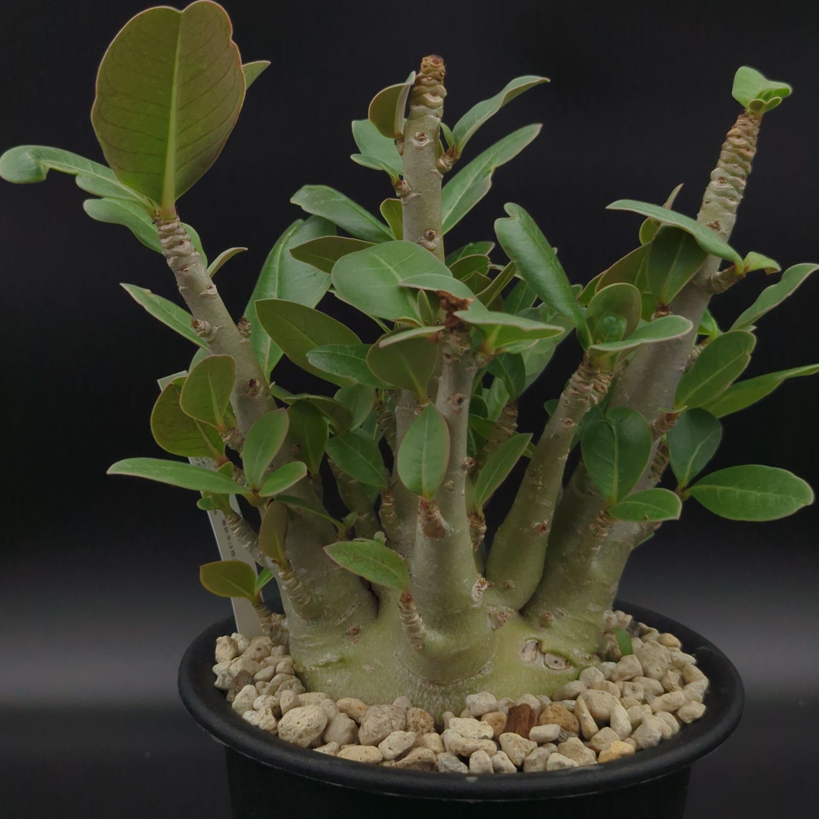 アデニウムアラビカム　モンスター　5号鉢　塊根植物　鉢ごと発送 アデニウム アラビカム モンスター 5号鉢 塊根植物 鉢ごと発送