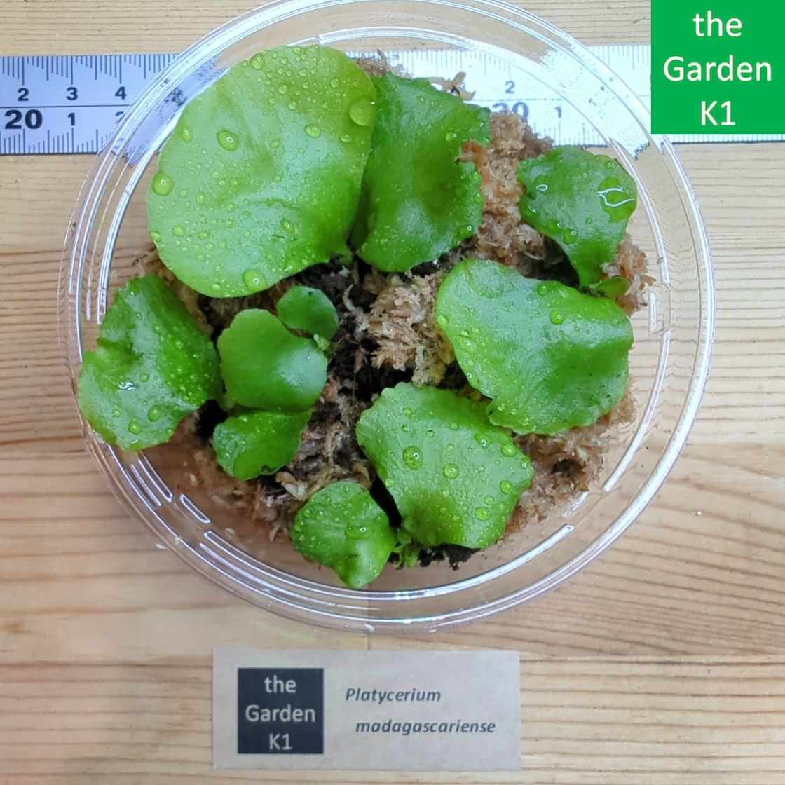 ビカクシダ マダガスカリエンセ 子株 Platycerium Madagascariense D