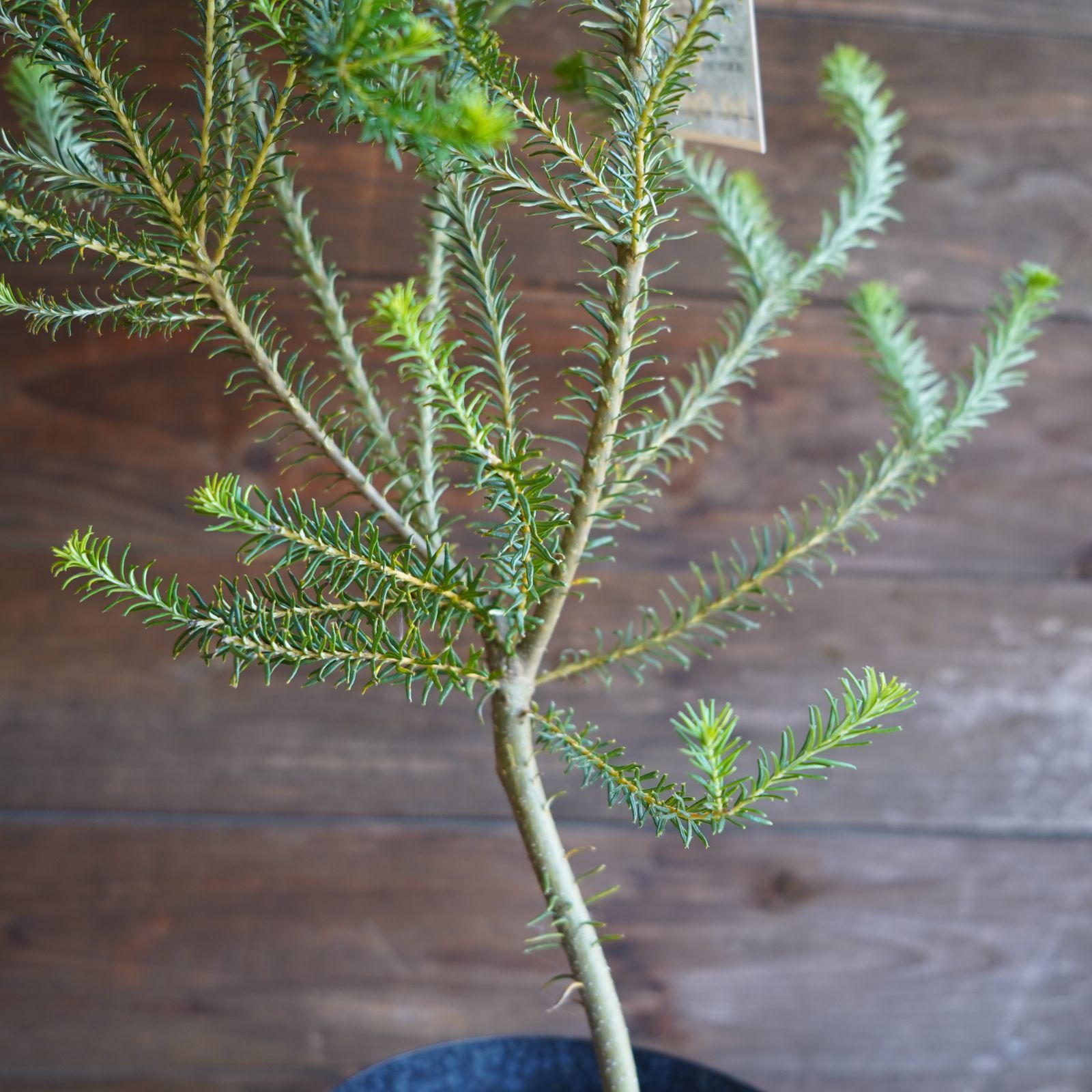 バンクシア・エリシフォリア （ヒースバンクシア） ヒースバンクシア