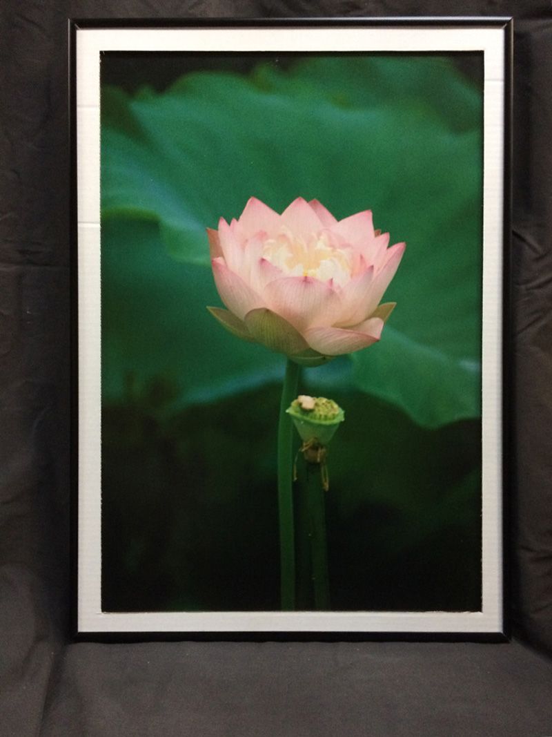 【今だけ価格！】 ・華 / 睡蓮 　撮影者：村山ヒデカズ　 オリジナルプリント！ 今だけ価格！】 華-----睡蓮--撮影者：村山ヒデカズ - メルカリ