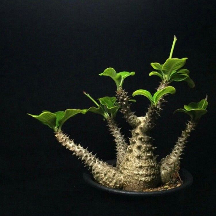 種子5粒 パキポディウム ウィンゾリー パキポディウム ウィンゾリー