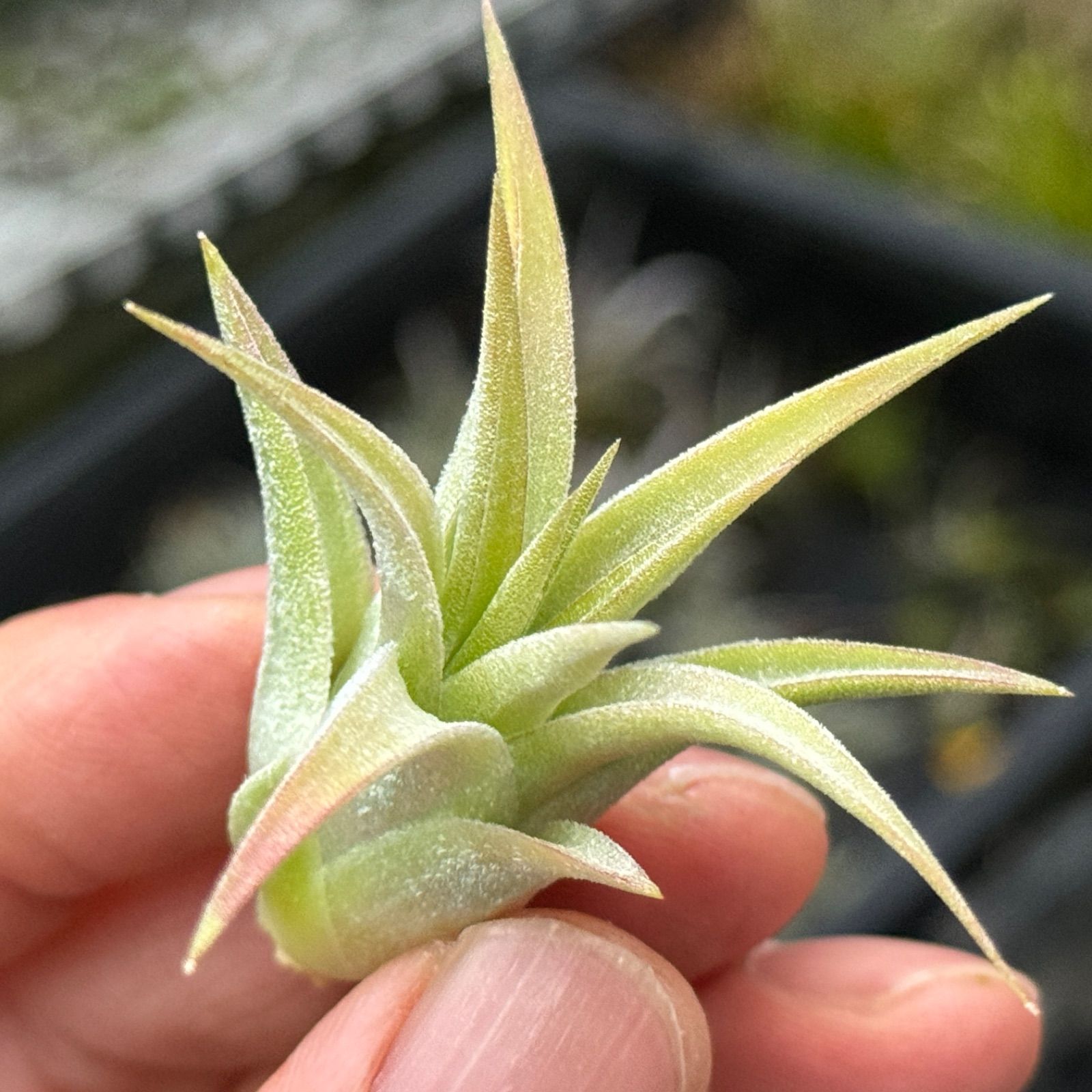チランジア イオナンタ ヘッジホッグ T.I. Tillandsia ionantha
