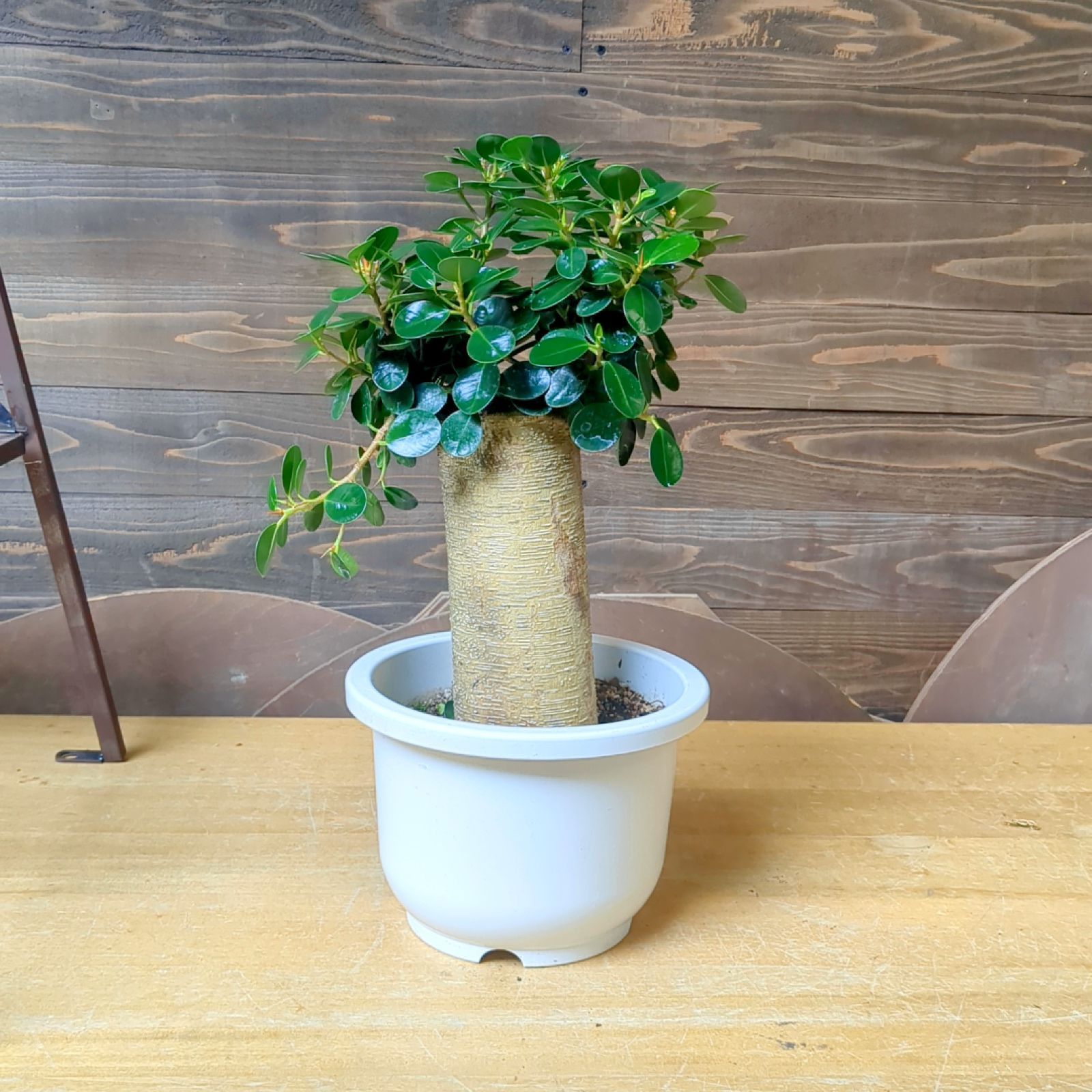 パンダガジュマル【現品】極上幹太 鉢のまま発送 - メルカリ