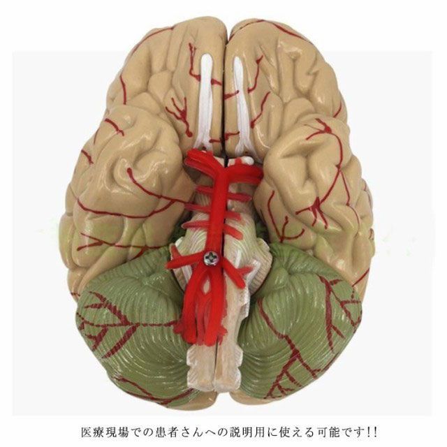 全8パーツ取り外し可能! 脳 模型 人体模型 脳解剖模型 脳モデル 図鑑 学習 医学 解剖 脳みそ 断面 頭蓋骨 大脳 脳模型 立体 仕組み 高性能  医療 断面図 勉強 医師 医学生 神経学 テスト #qz2318 - メルカリ