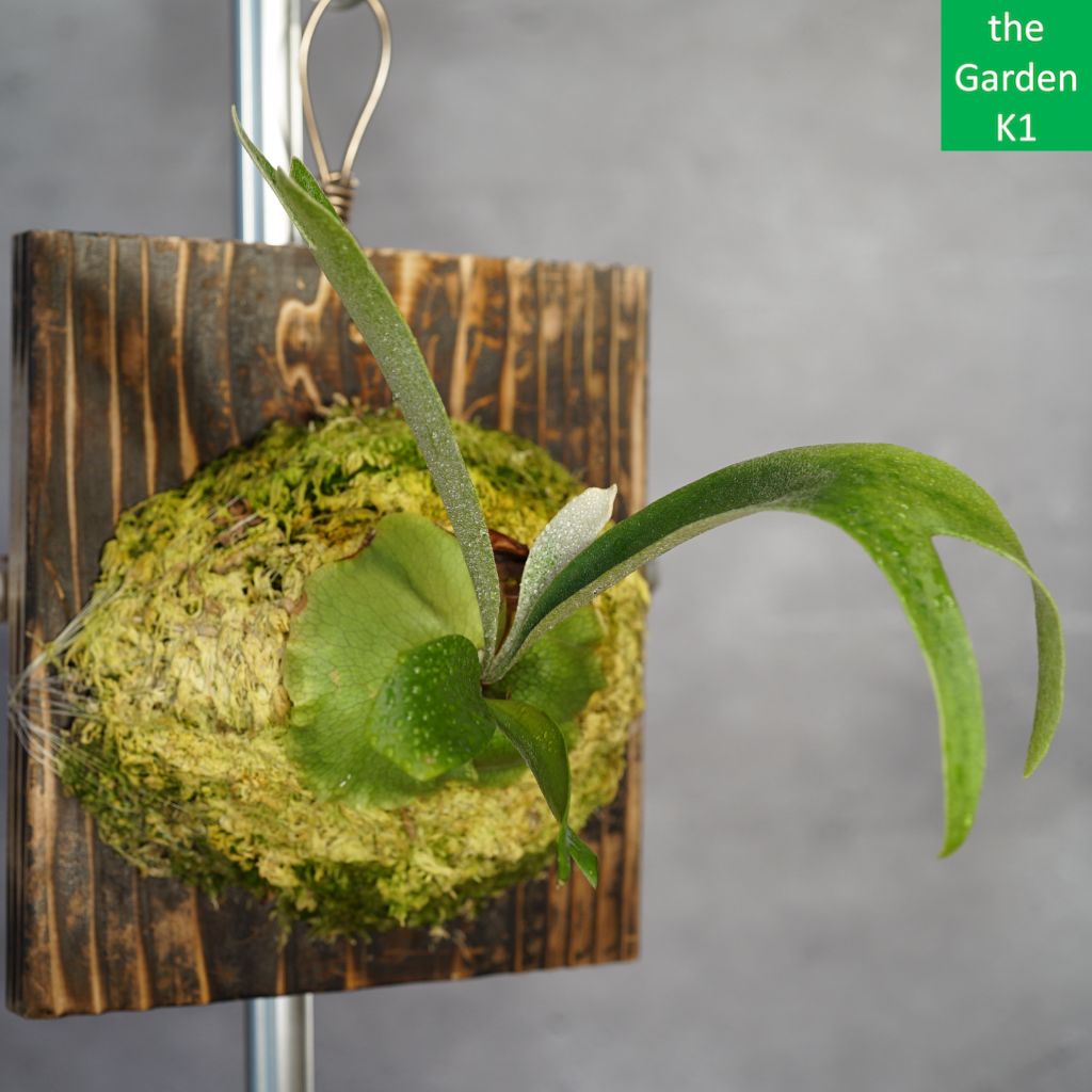 ビカクシダ】ブルーダイアモンド #1 幼苗 BD20006 板付け【コウモリ