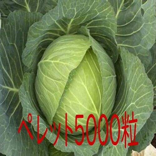 入荷次第出荷 カネコ種苗 こうな キャベツ ペレット５０００粒