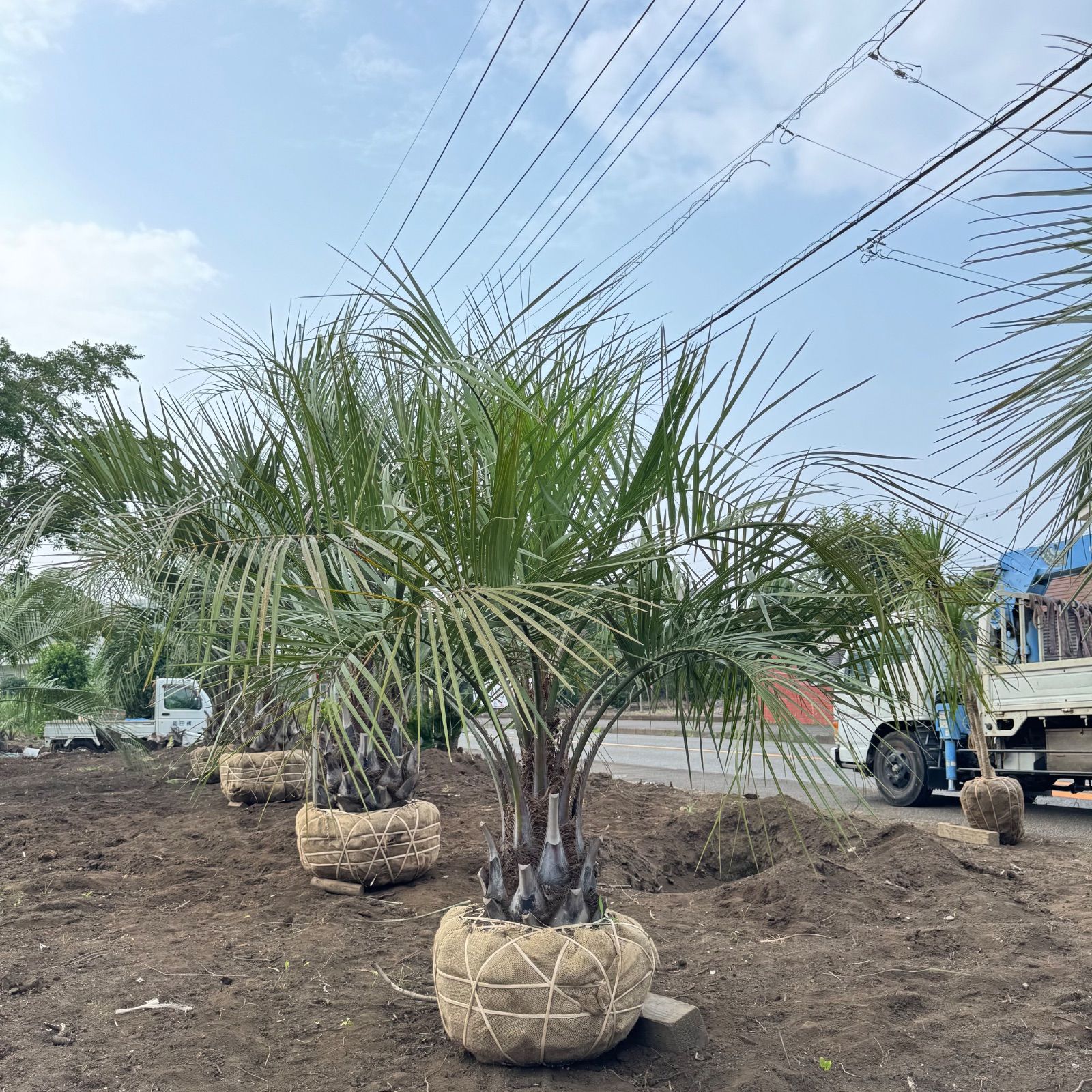 ココスヤシ - メルカリ