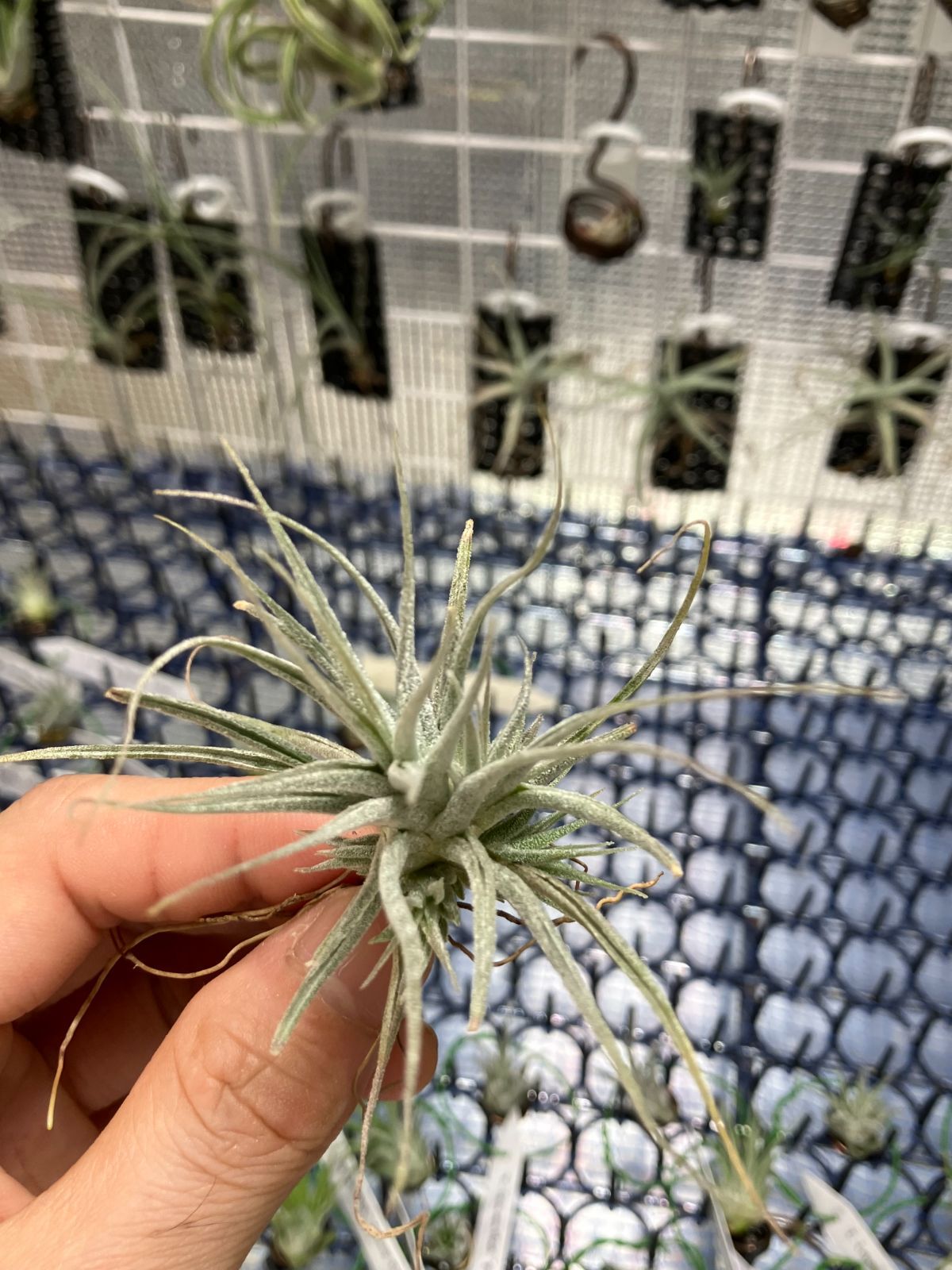 【ネコポス】チランジア エーレルシアナ Tillandsia ehlersiana　キンクマ農園☆T0047