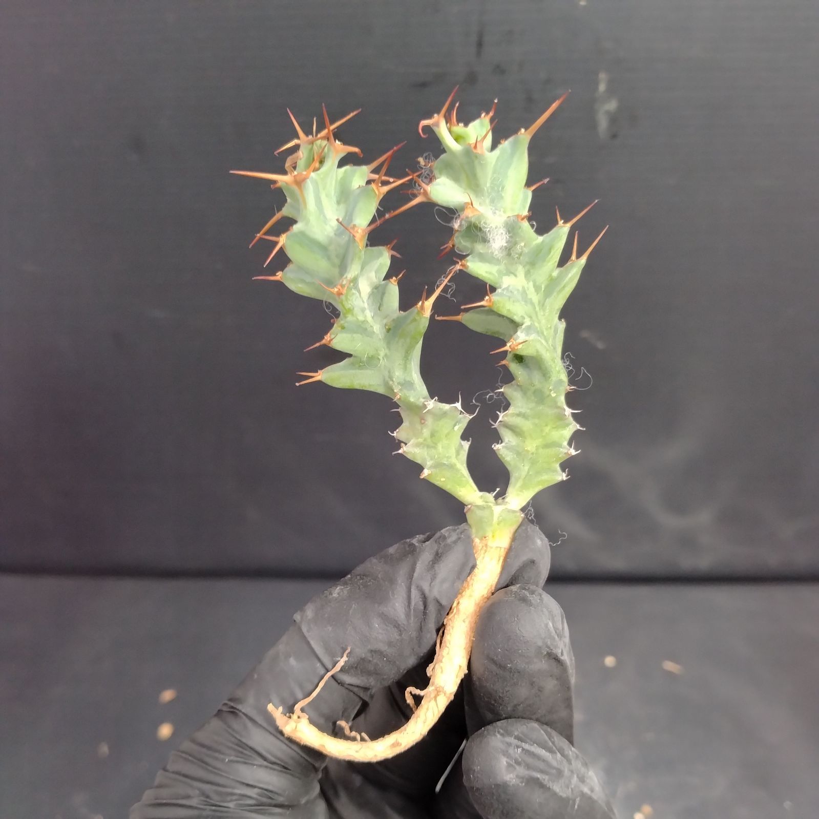 L313【最新到着】Euphorbia トルチラマ（抜き苗）【塊根植物
