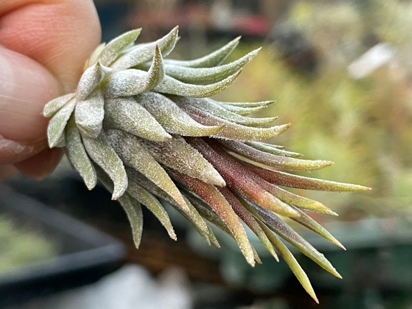 Tillandsia チランジア イオナンタ ディファレンテ チランジア イオナンタ ディファレンテ/ディファレント Tillandsia