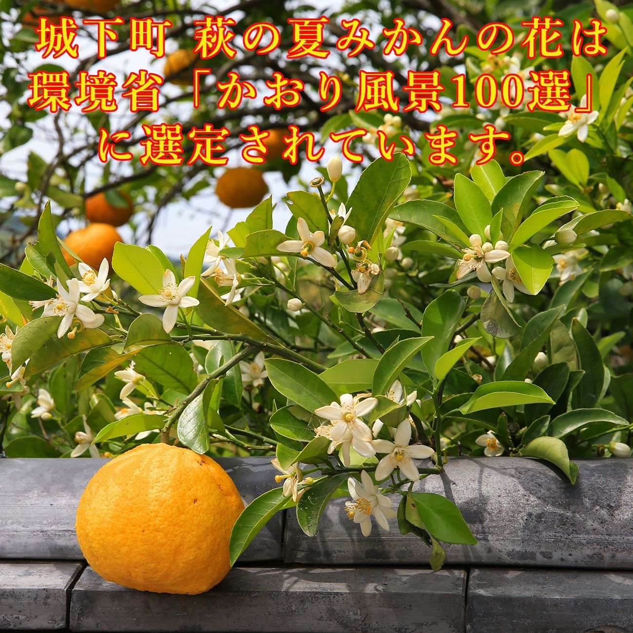 夏みかん 夏みかんゼリー自宅用箱なし（80g）3個 | 柚子屋本店ONLINE STORE