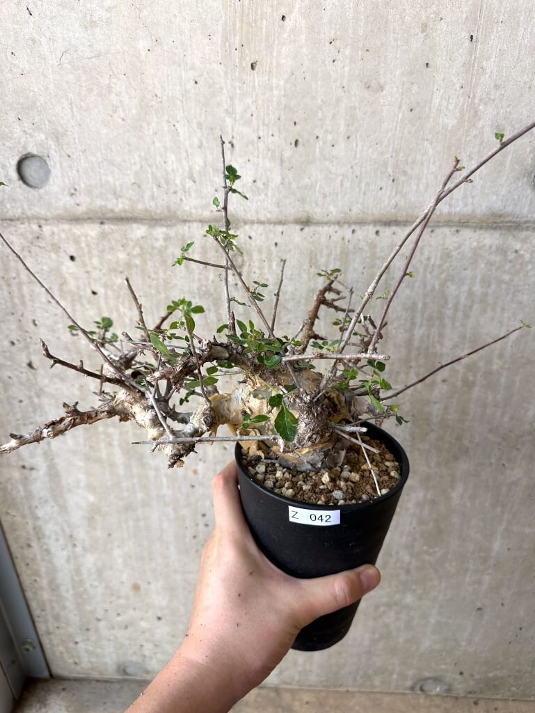 現品限り コミフォラ カタフ ターカネンシス 現地株 長期管理 Z42 Commiphora kataf turkanensis 植物 塊根植物 夏型 コーデックス