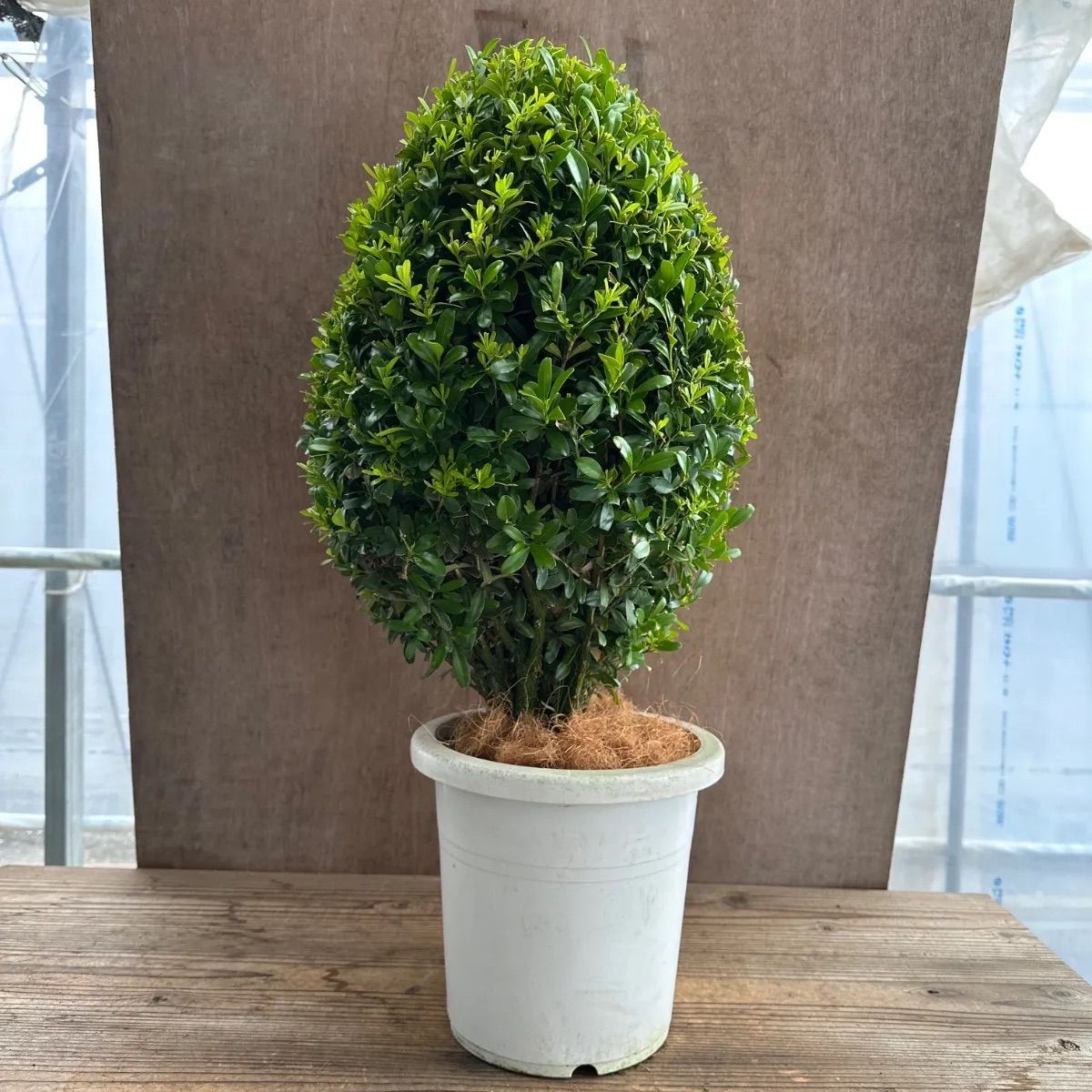 現品】ツゲ ウィンタージェム ハート ② 8号 1本 観葉植物 観葉 植物