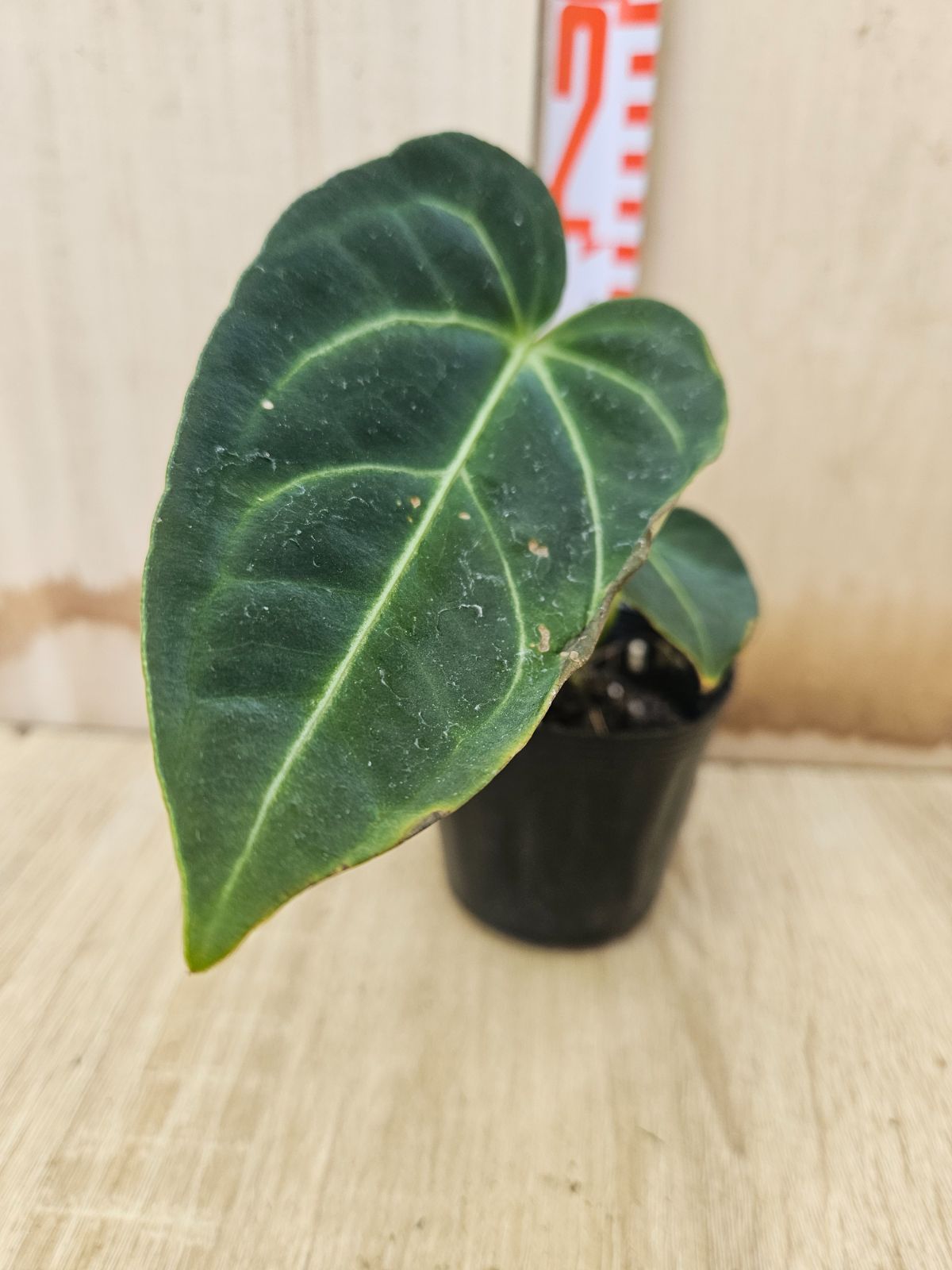 アンスリウム レガーレ アンスリウム レガレ 葉長33cm アンスリウム