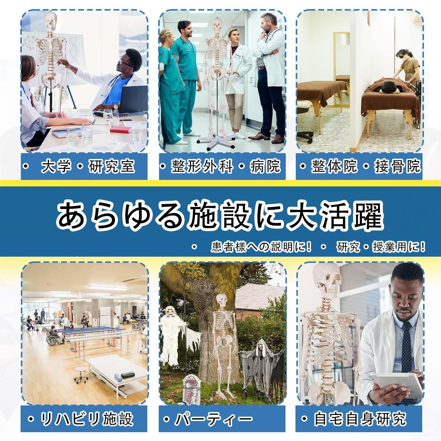 人体骨格模型 脊柱可動型 高精度 神経根付 等身大170cm 骨模型 全身 等身大 人体模型 170cm 骨格模型 高精度 神経根有り 全身