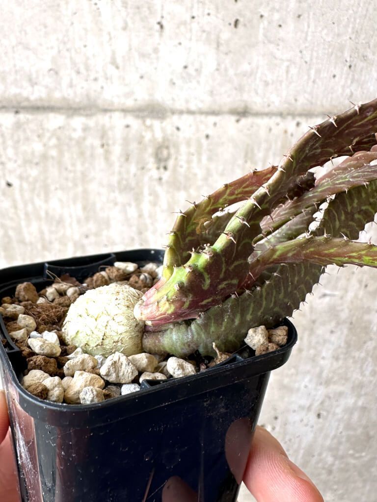 2025年新作アイテムが続々登場 現品限り】ユーフォルビア・ステラータ Euphorbia 飛竜【Z10】 塊根植物・コーデックス
