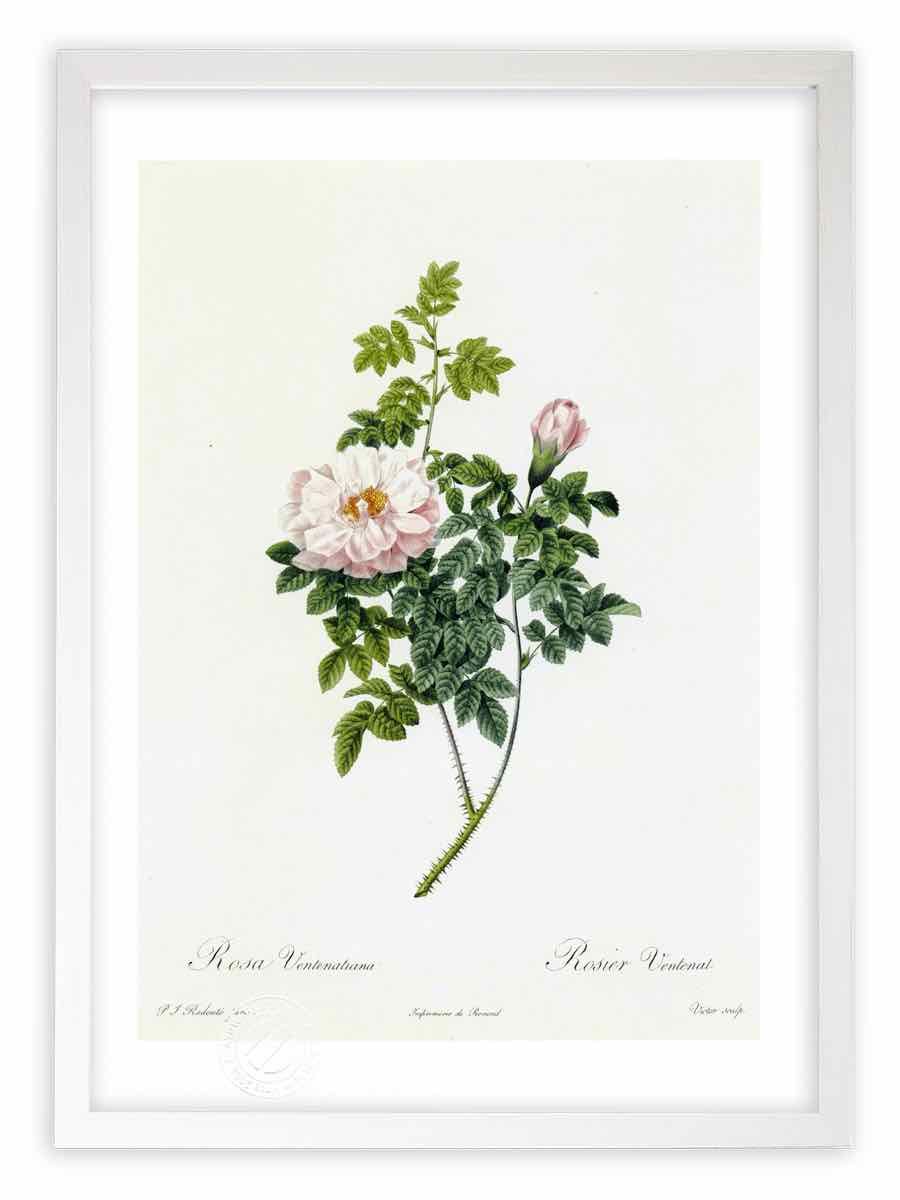 来年収穫濃厚220cm巨大苗◇サンタカタリーナ◇早生タイプで早期開花