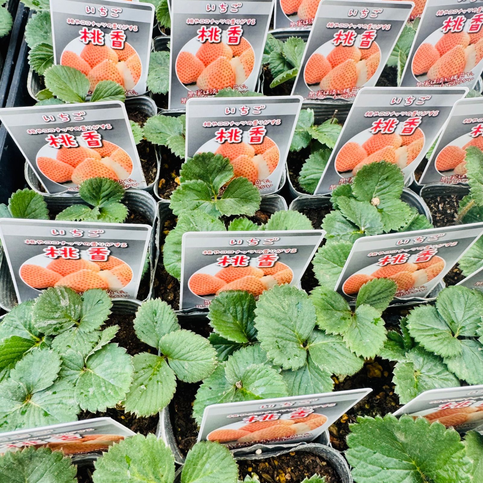 再入荷！桃・ココナッツ風味の桃色いちご 「桃香」 2苗セット 正規品