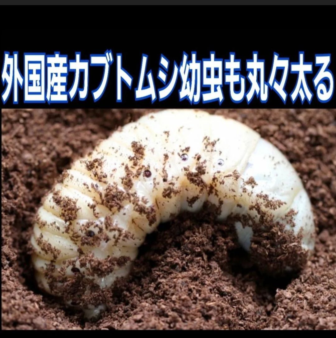 40gを超える国産カブ幼虫がゴロゴロでてきたオオヒラタケ菌床自然発酵カブトムシマット【たっぷり60リットル】天然の有効菌のみで仕上がったバクテリアマット  幼虫の餌、産卵に！ - メルカリ