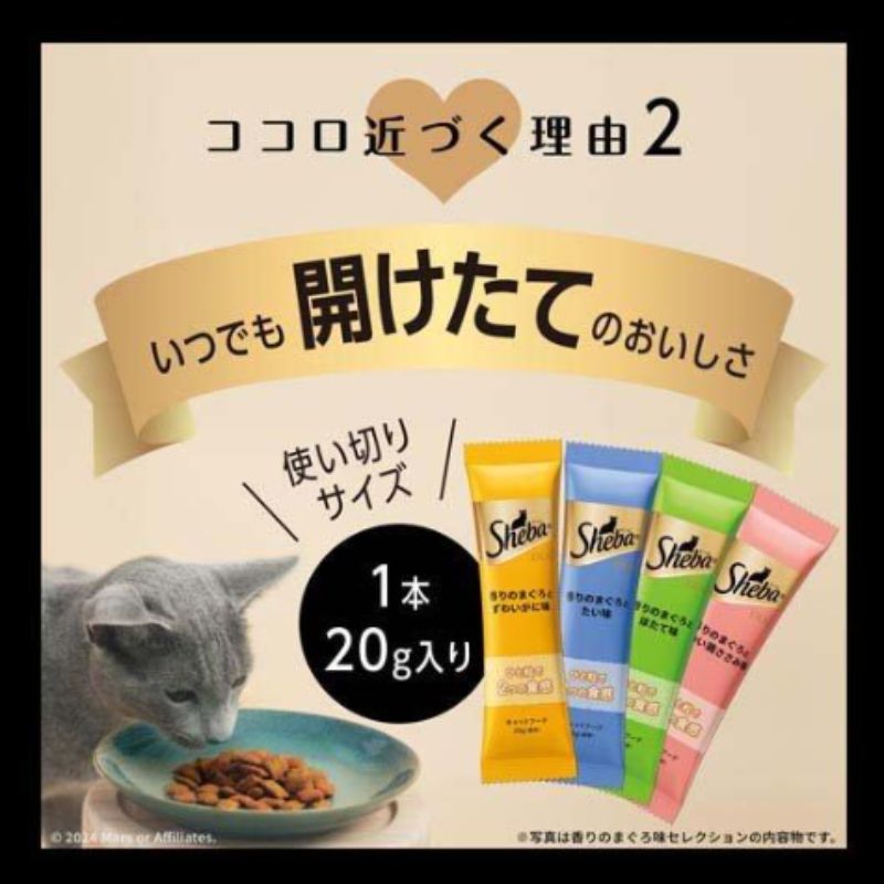成猫 キジトラ