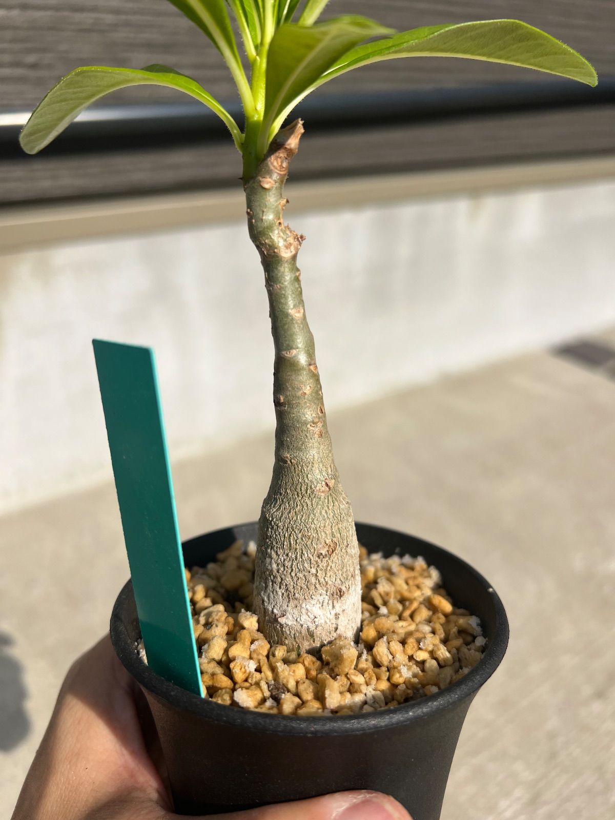 パキポディウム デカリー Pachypodium decaryi 海外正規輸入