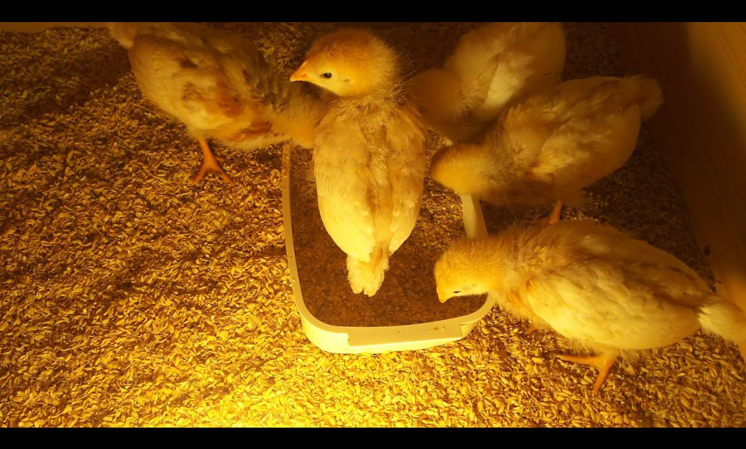 ボリスブラウン有精卵4個(赤玉の王様) 🐣鶏寿園の有精卵🐣 メルカリ