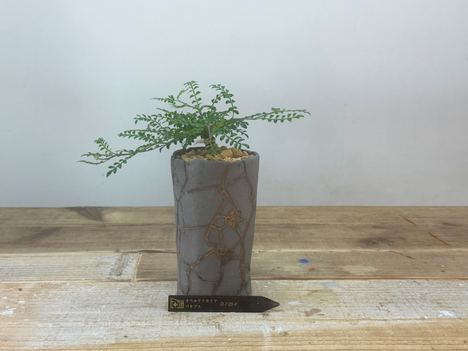 ペラルゴニウムのおすすめ人気商品一覧 通販 - Yahoo!ショッピング