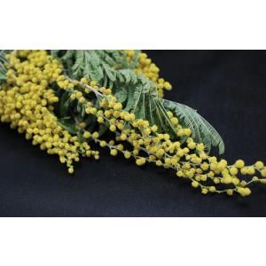 【新品・5営業日で発送】ミモザ(国産)N (76-10905-0)