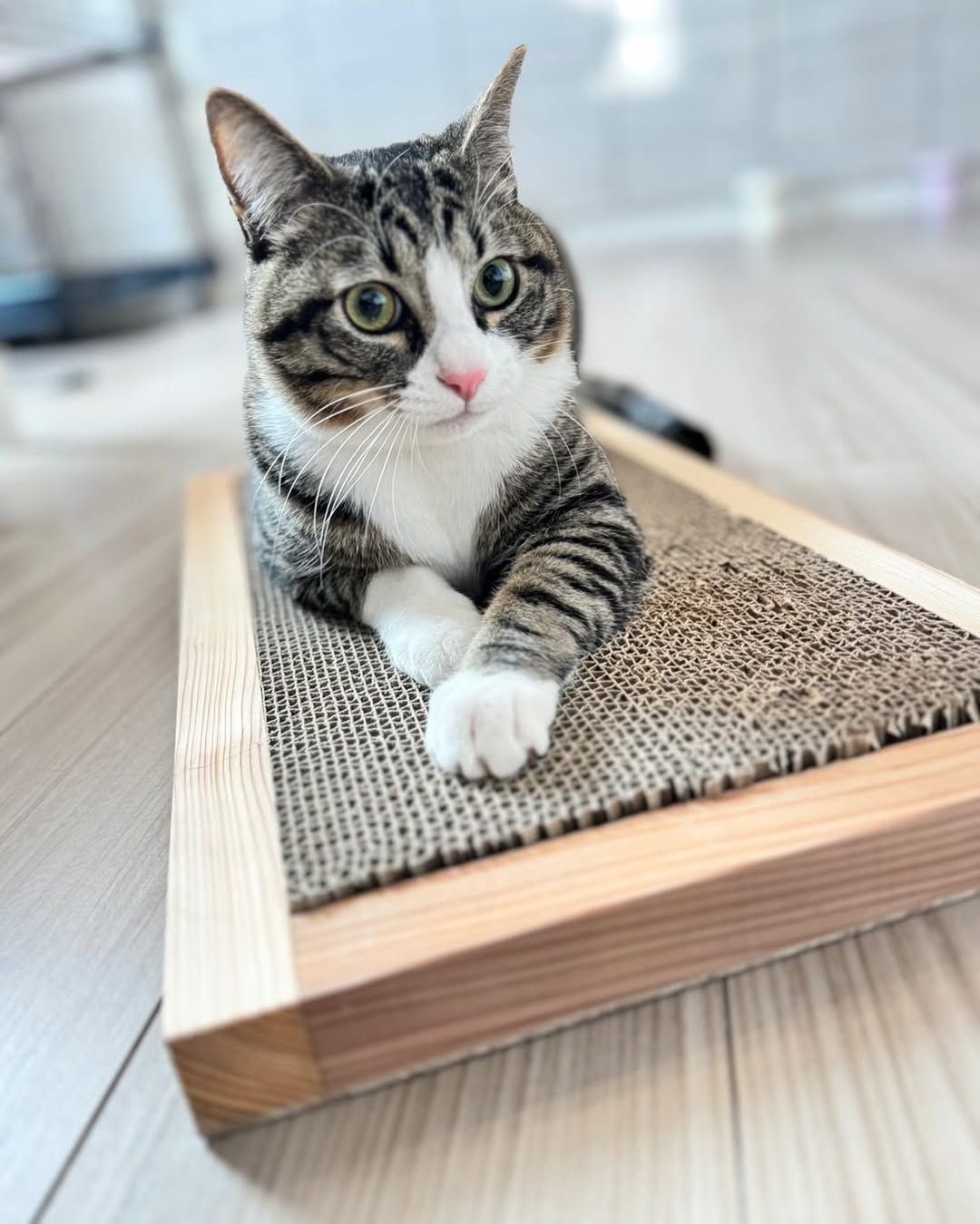 杉無垢材 猫の爪とぎケース シングル - メルカリ
