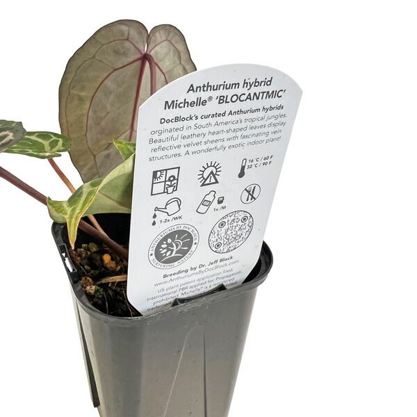 アンスリウム　ミシェル アンスリウム ミシェル 3.5号 Anthurium hybrid Michelle