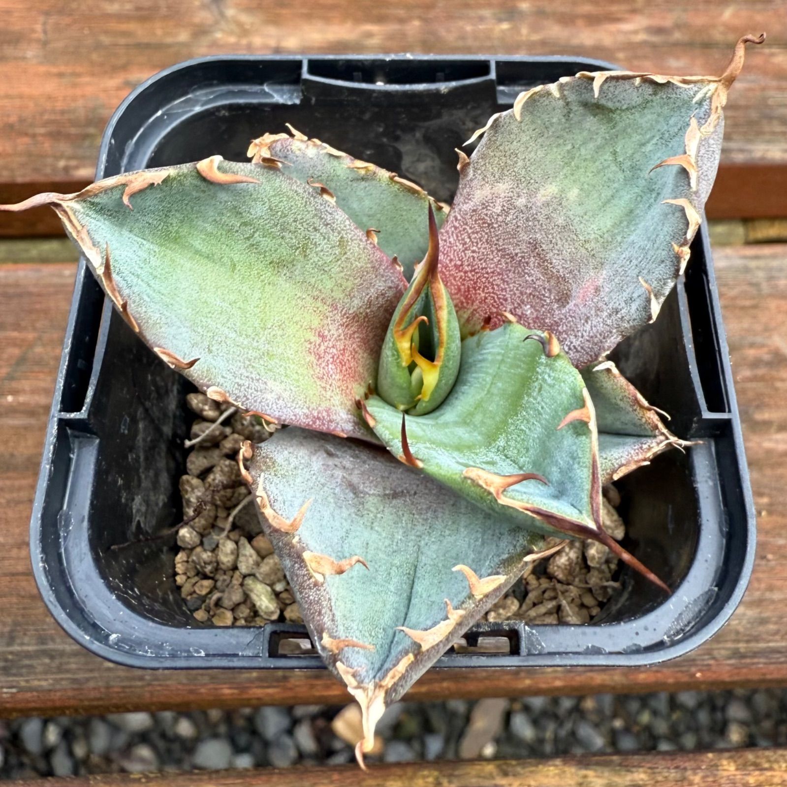 アガベ オテロイ 実生 選抜 棘強 N o.38 - メルカリ