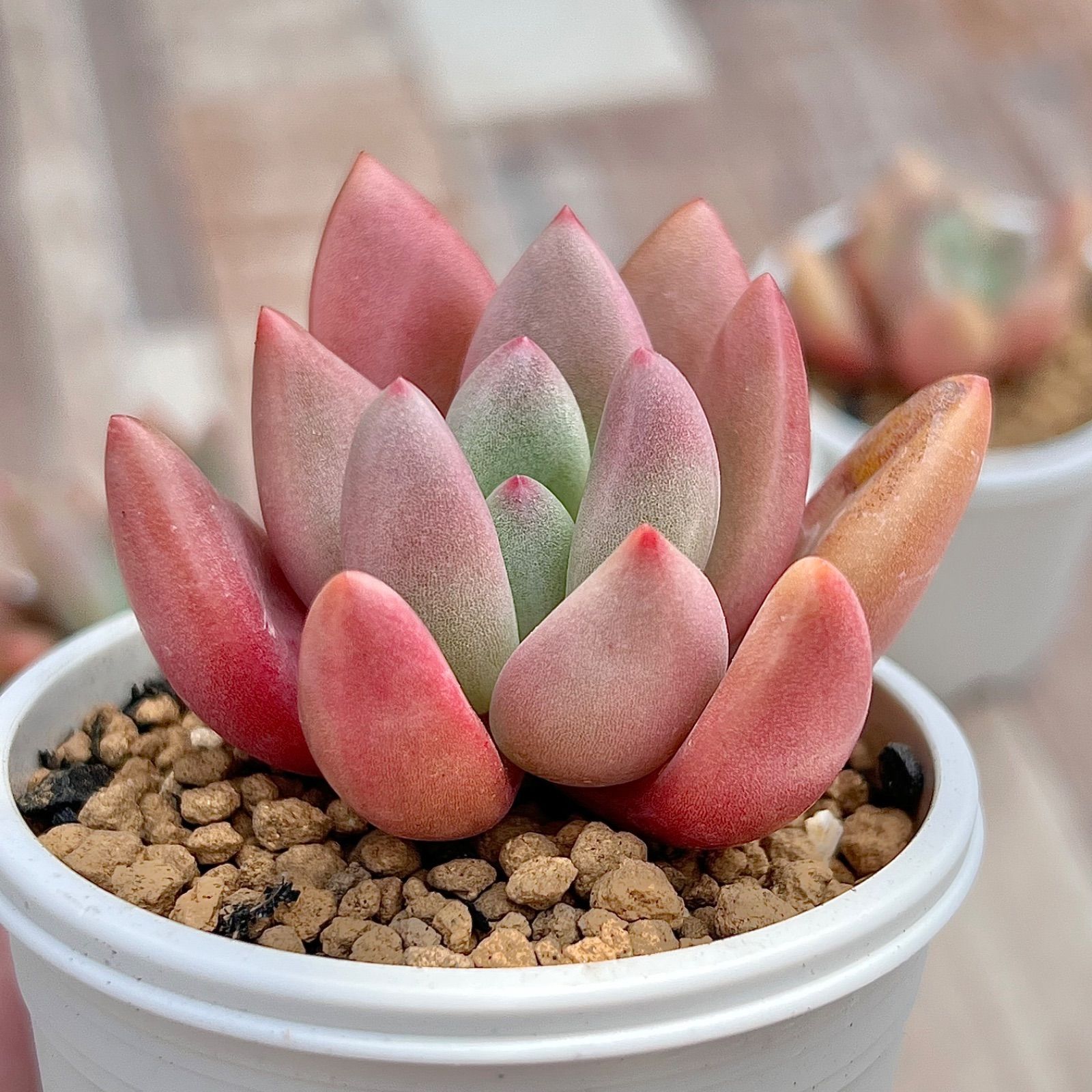 多肉植物 ルビードナ 抜き苗 韓国苗 - メルカリ