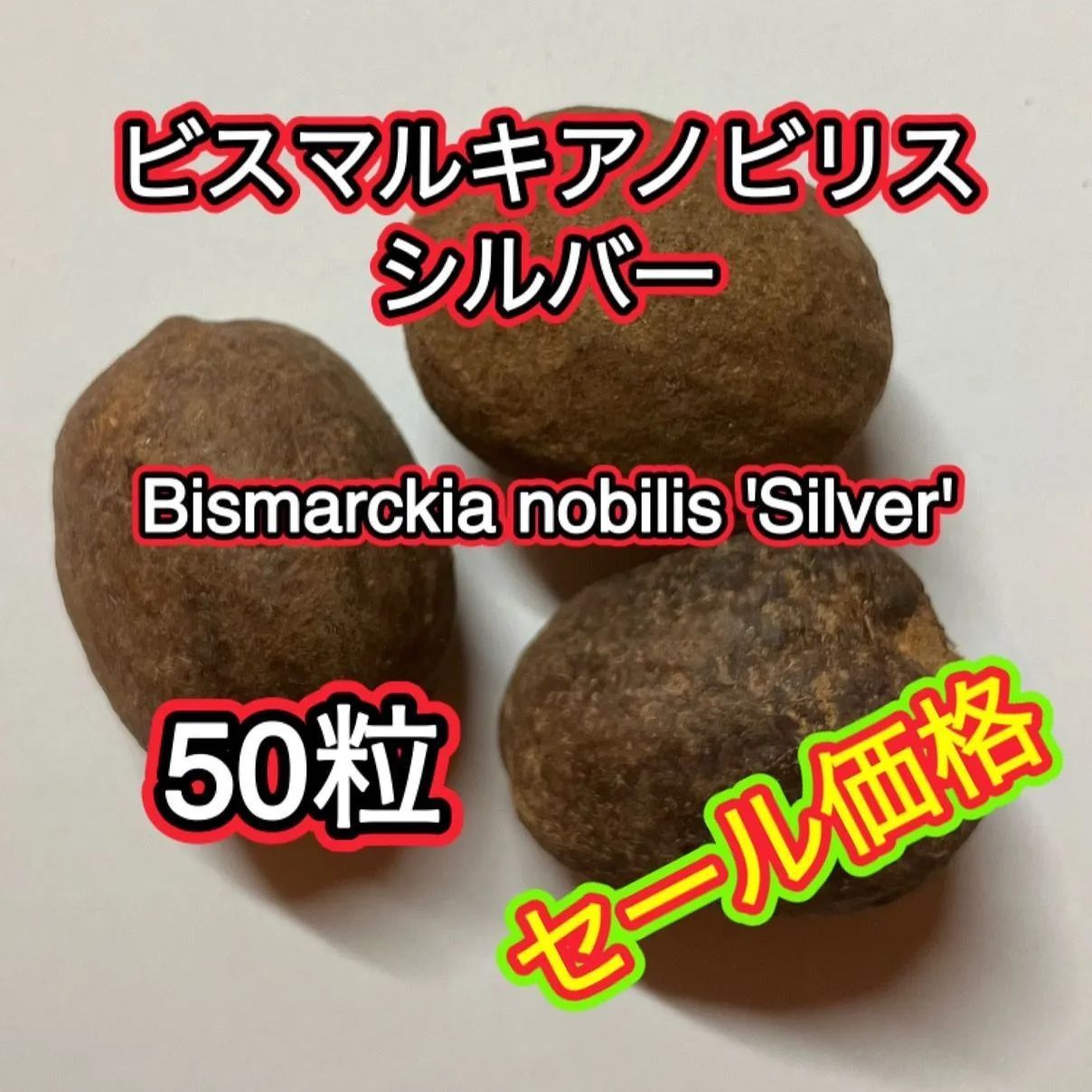 種】50粒 Bismarckia nobilis 'Silver' ビスマルキア ノビリス
