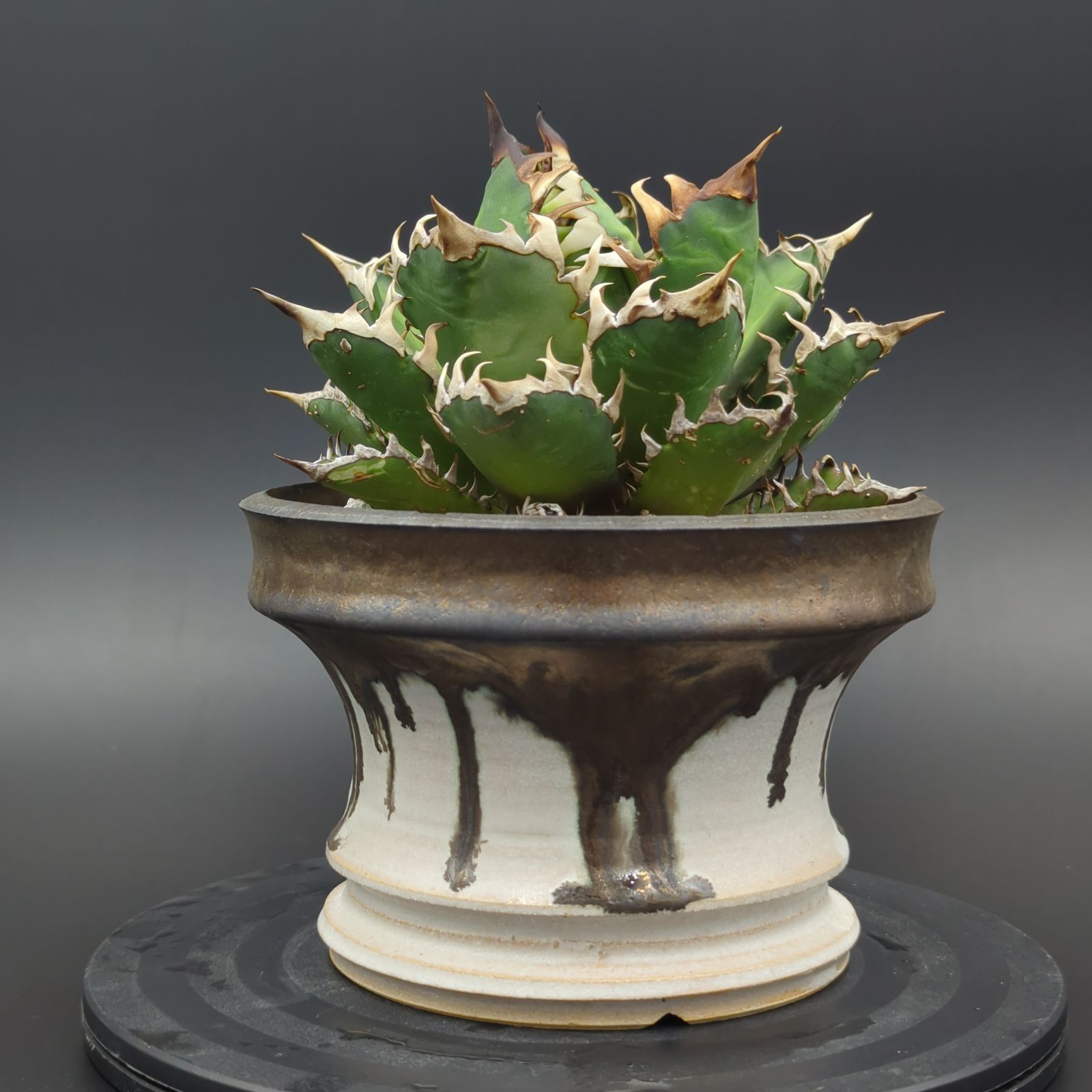 日立 掃除機 紙パック式 スティック クリーナー かるパック