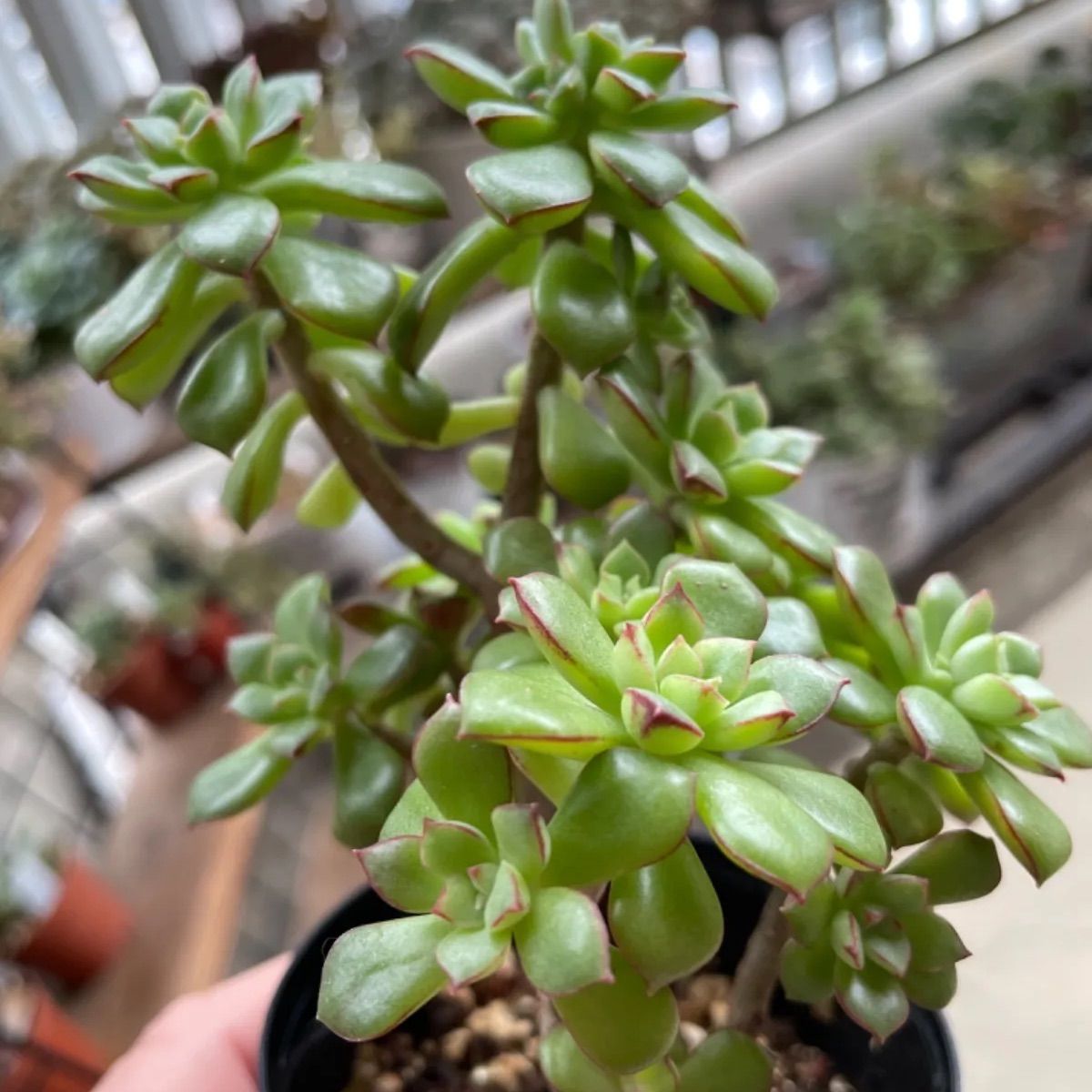 多肉植物 森の妖精❣️グスト❣️抜き苗 - メルカリ