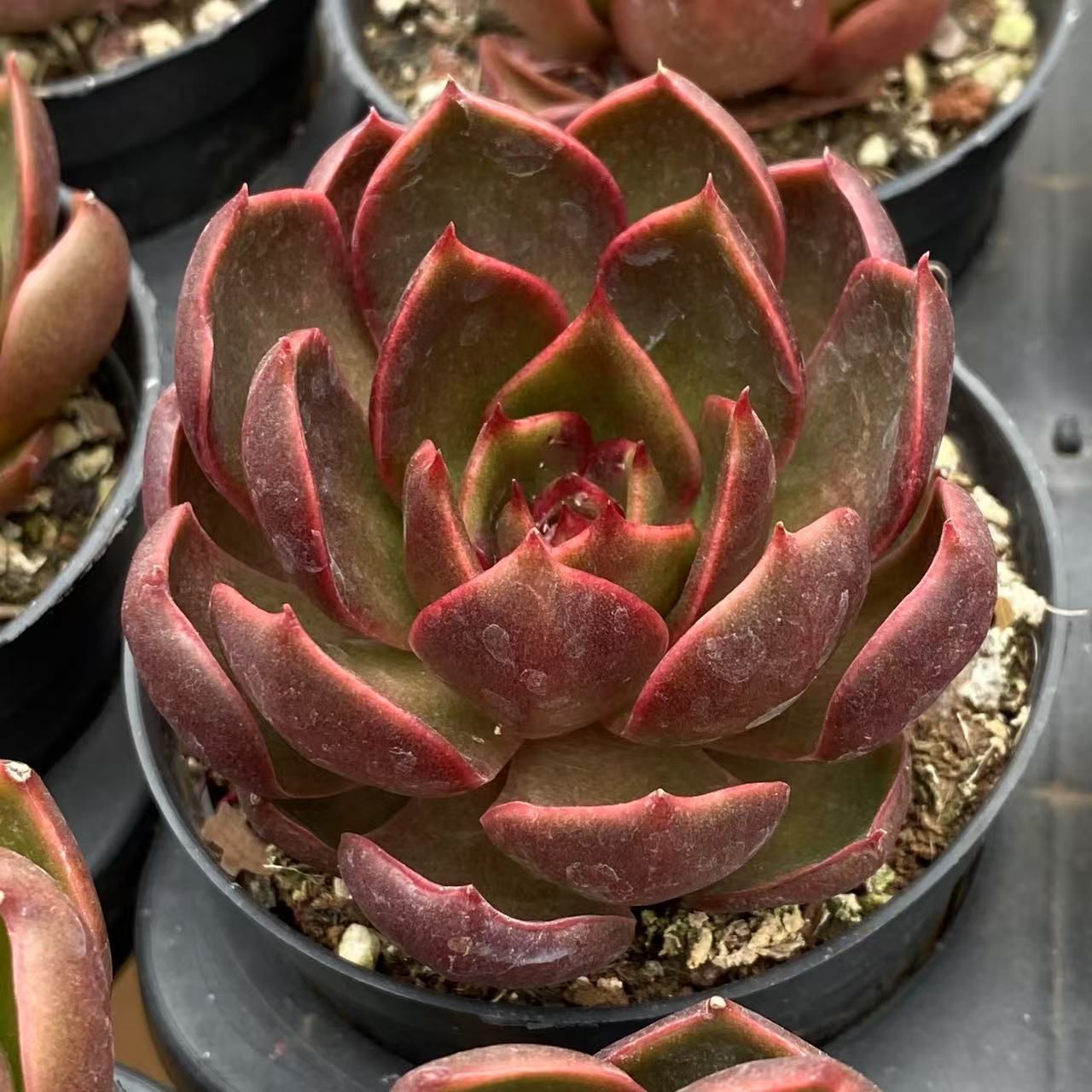 抜き苗 ピンクジェニー XJB412×50株 ふっくら 多肉植物 エケベリア